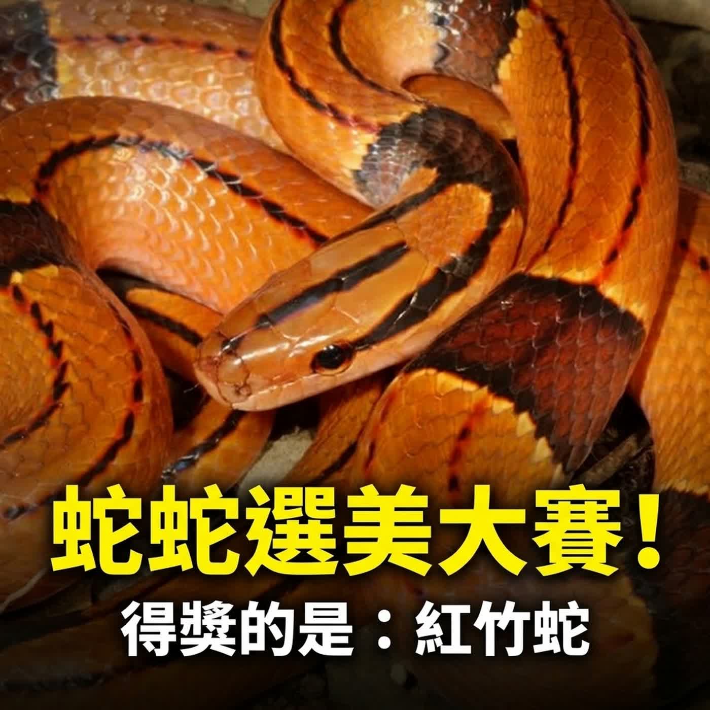 小故事聊蛇麼06-《埃及豔后》不是「蛇蠍美人」的台灣美蛇(蛇蛇最佳服裝獎,得獎的是….)