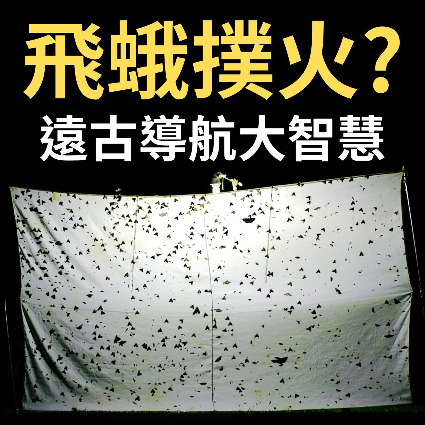 昆蟲 Q&A 11 - 昆蟲為什麼要趨光？（飛蛾撲火才不是自尋死路！） episode artwork