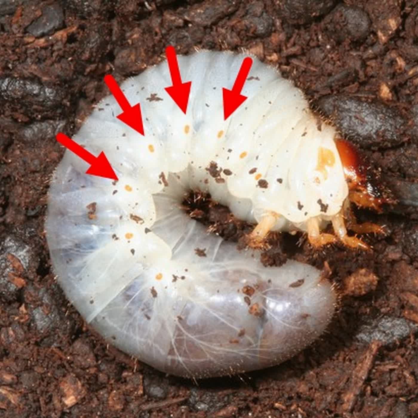 昆蟲Q&A 01 - 昆蟲怎麼呼吸呢？（昆蟲竟然是用「身體側面」在呼吸？）