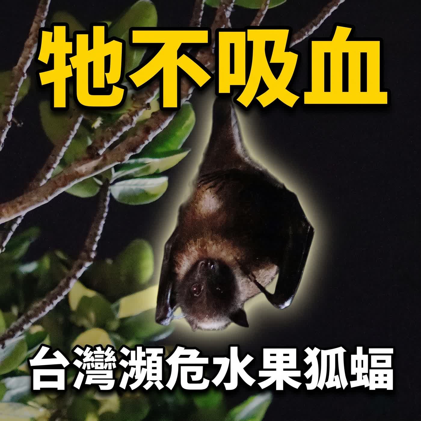 小故事談生態71-蝙蝠倒吊怎麼尿尿呢？（暑假特輯-拜訪花蓮的暗夜神獸「狐蝠」） episode artwork