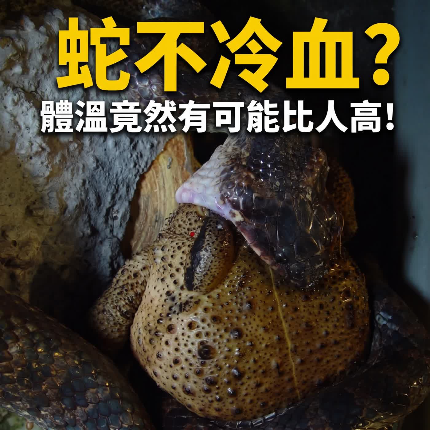 小故事聊蛇麼02-《貪心不足蛇吞象》人的食量竟然比蛇大?!(原來蛇不能叫「冷血動物」)
