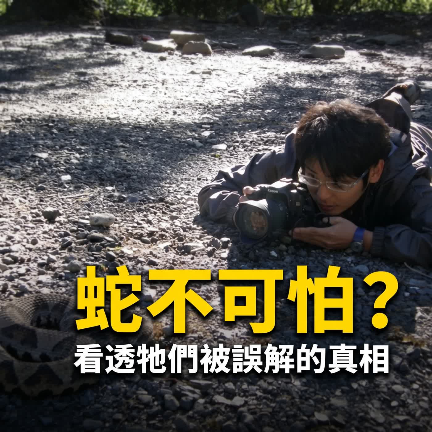 小故事聊蛇麼01-《白蛇傳》蛇蛇不可怕(野外遇到蛇其實很幸運!)