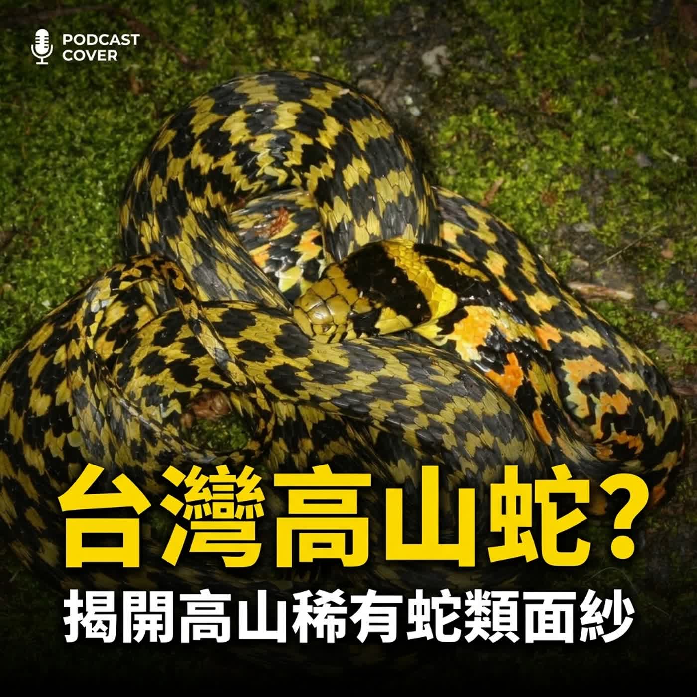 小故事聊蛇麼07-《亞當與夏娃》蛇沒有腳卻可以到很多地方！（台灣的高山蛇） episode artwork