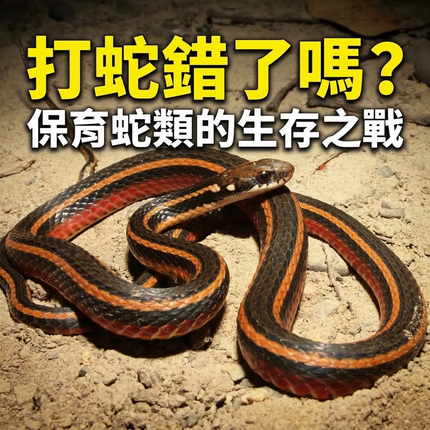小故事聊蛇麼10-《杯弓蛇影》孫叔敖棒打雙頭蛇是對的嗎？（蛇蛇的交通事故與保育） episode artwork