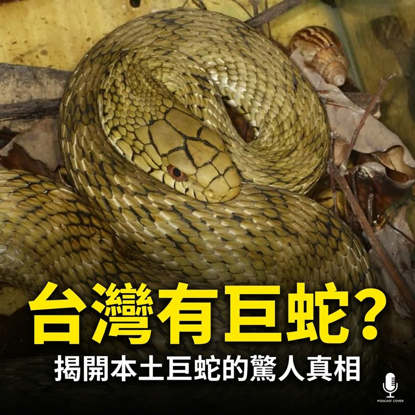 小故事聊蛇麼05-《巨蛇拉頓》台灣的巨蛇傳說(最大與最小的蛇類)
