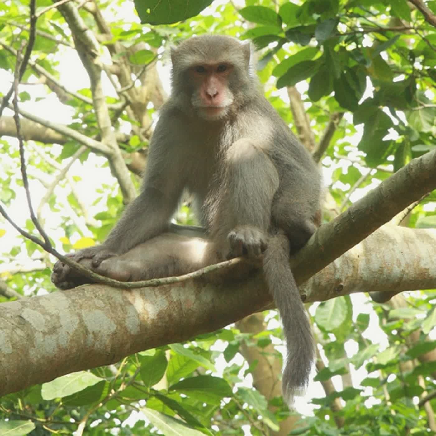 小故事談生態56-可以餵野生動物嗎？（人猴衝突 - 愛牠，就不要餵牠！）
