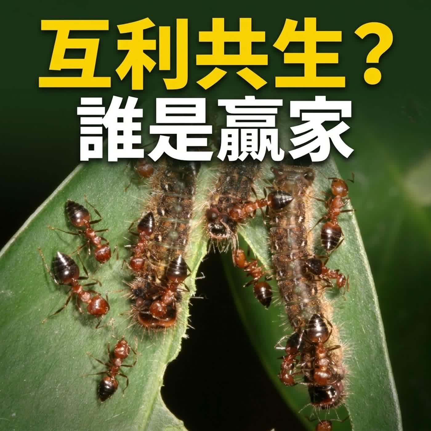 昆蟲 Q&A 10 - 螞蟻為什麼爬在毛毛蟲身上(不同物種間的互利共生關係)