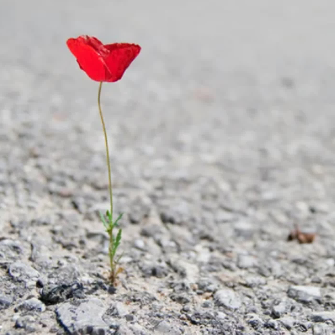 【心靈瑜伽】27. 當你感到痛苦時