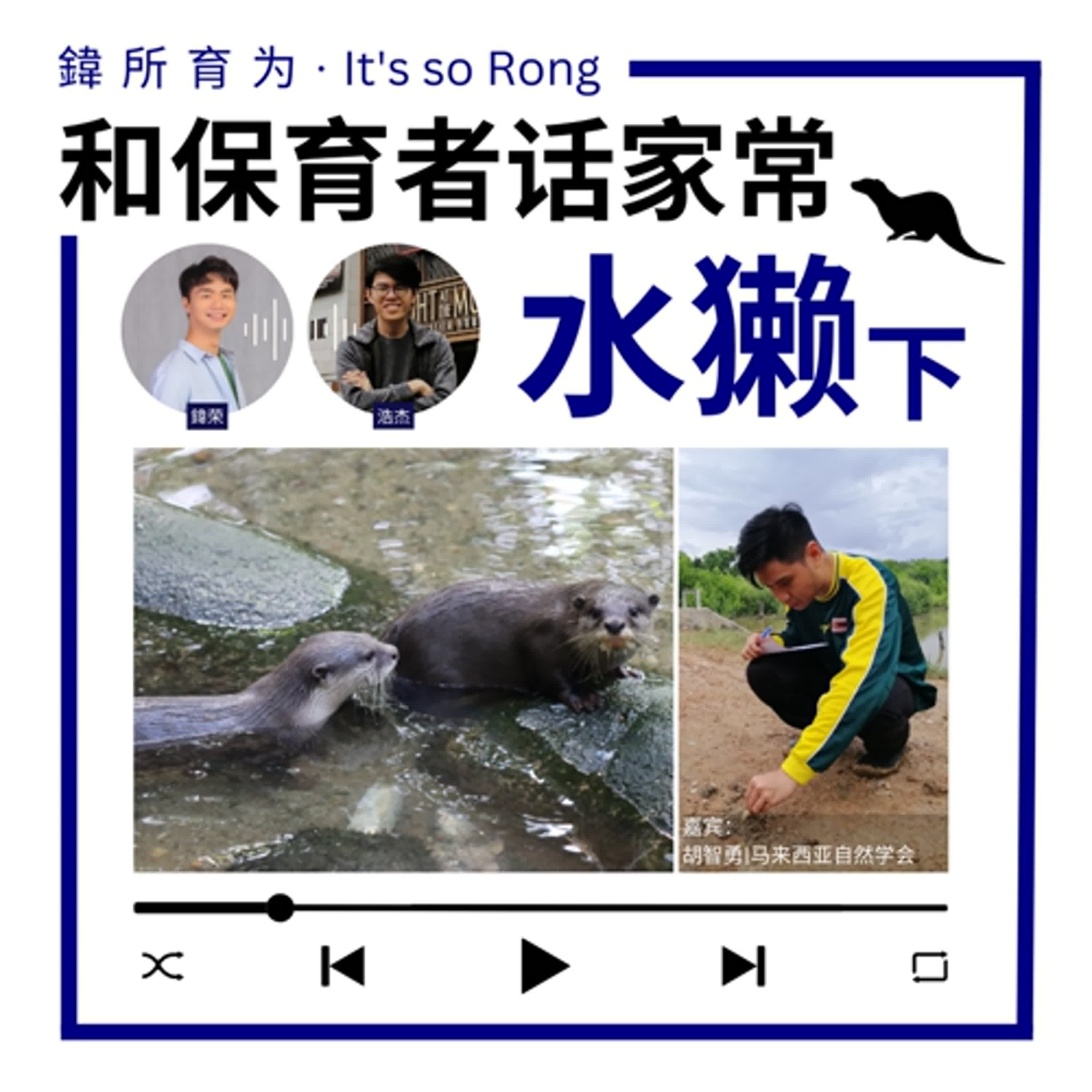 EP4：马来西亚水獭与人类的冲突和生存状况 | 和水獭研究员话家常（下）