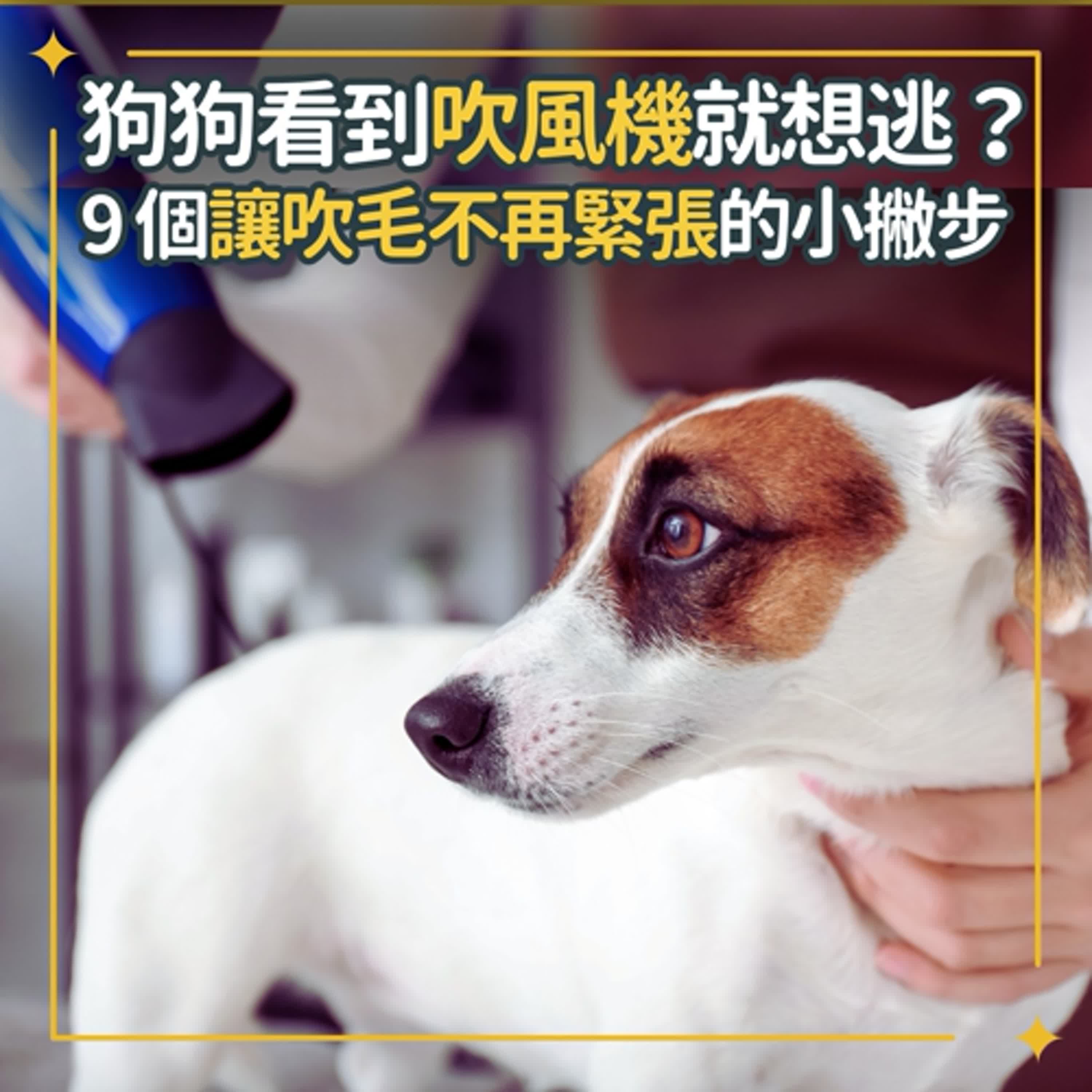 狗狗看到吹風機就想要逃？9個讓狗狗吹毛不再緊張的小撇步｜S1Ep130