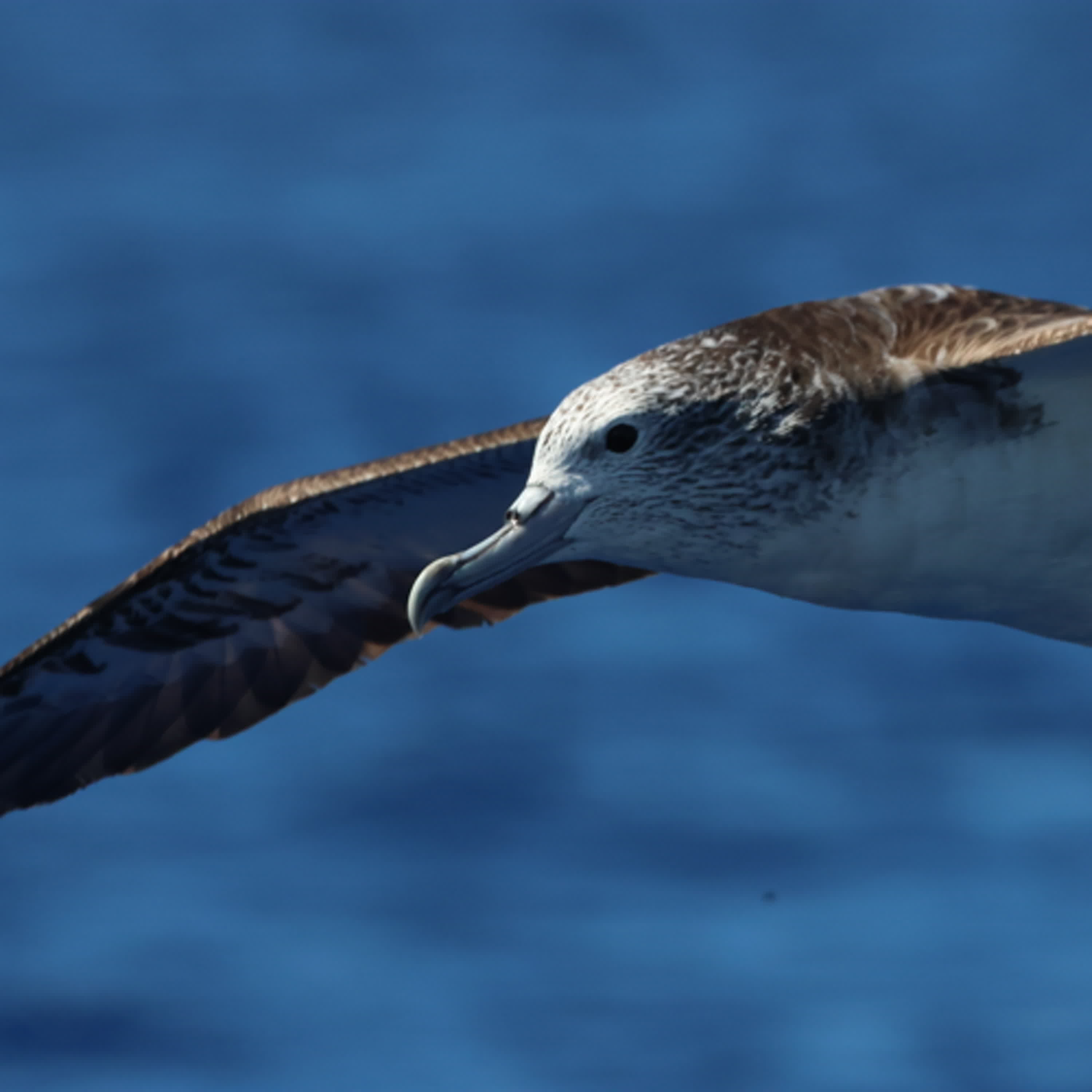 146-訪談顏立愷-台灣海洋性鳥類介紹-上