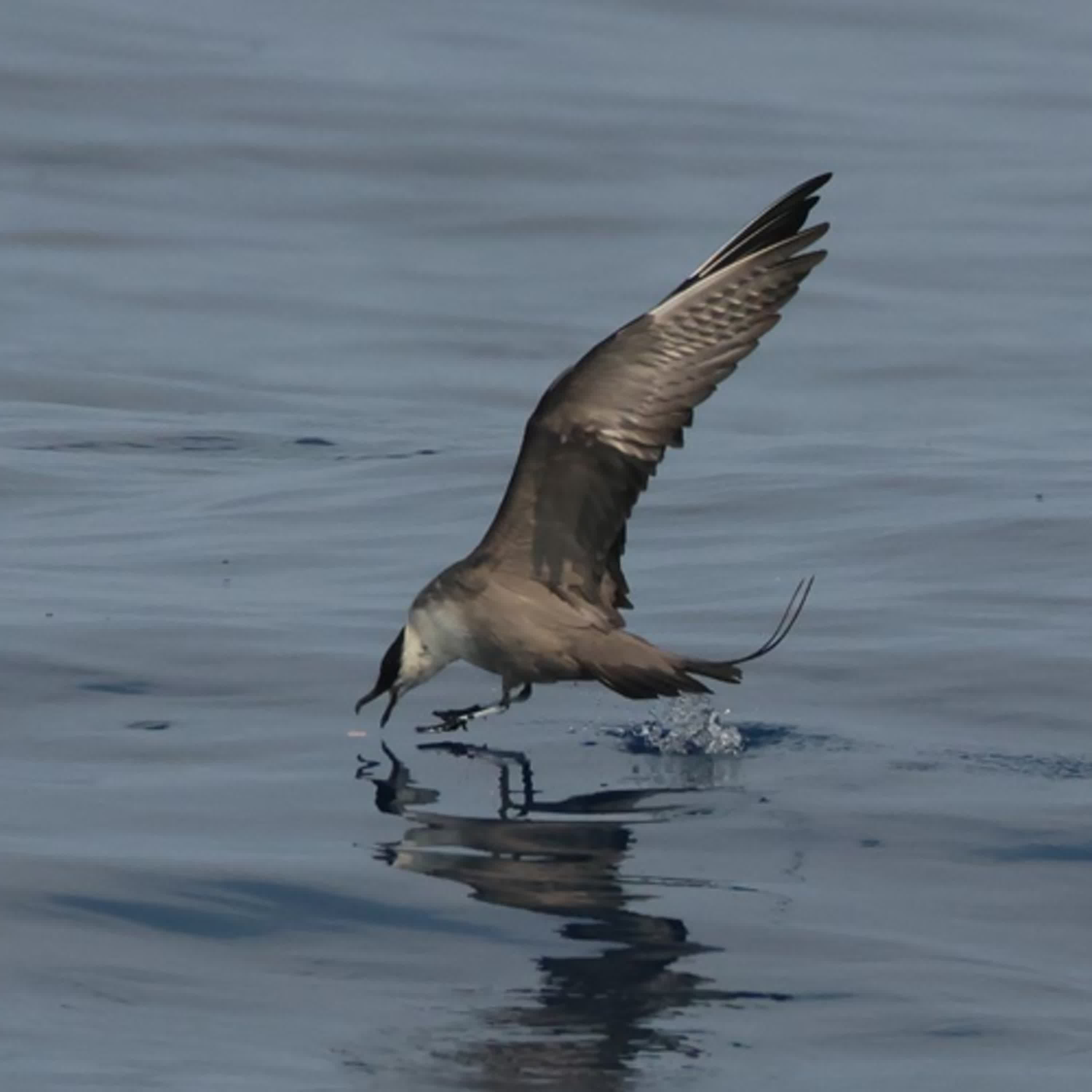 148-訪談顏立愷-台灣海洋性鳥類介紹-下
