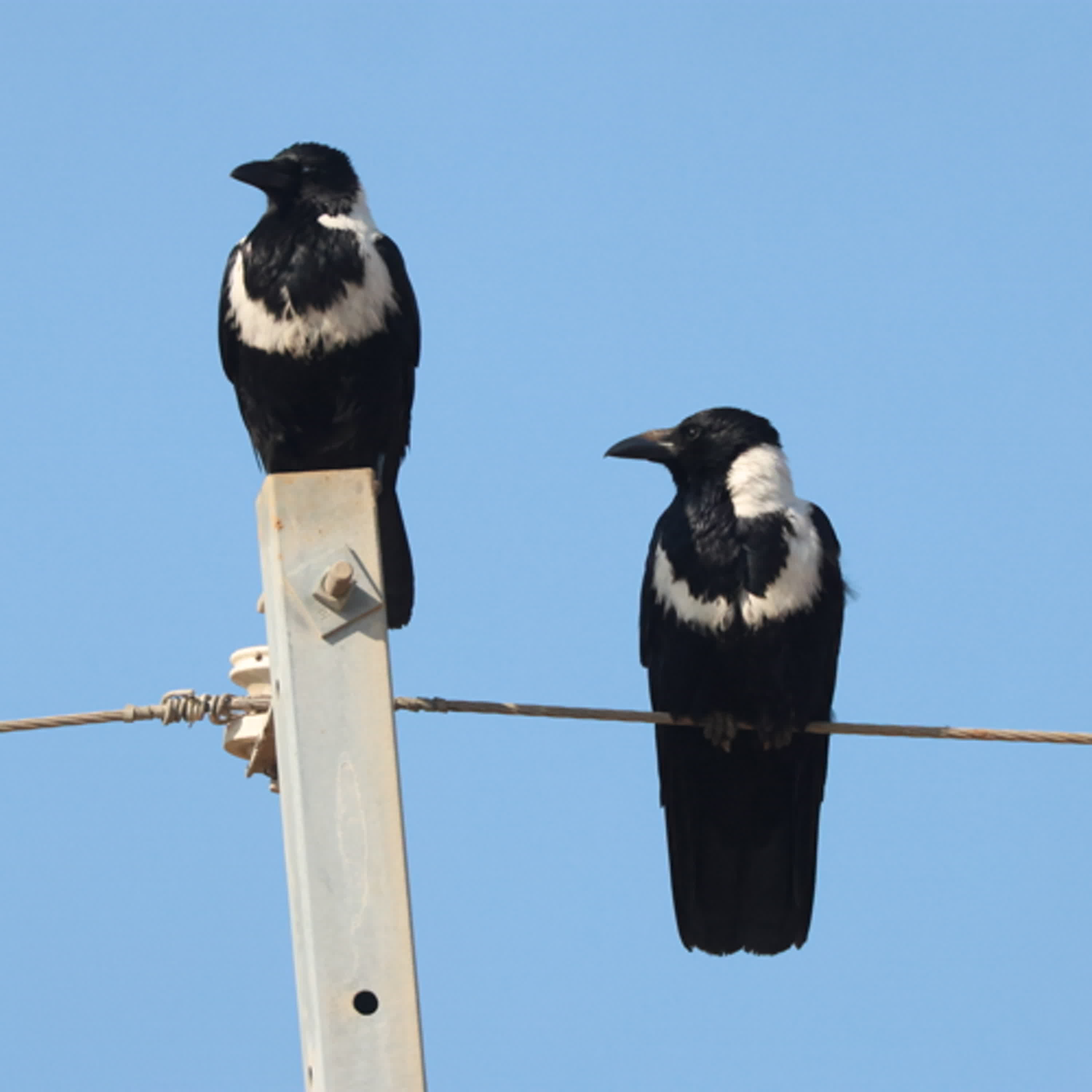 145-本草綱目禽部介紹-8