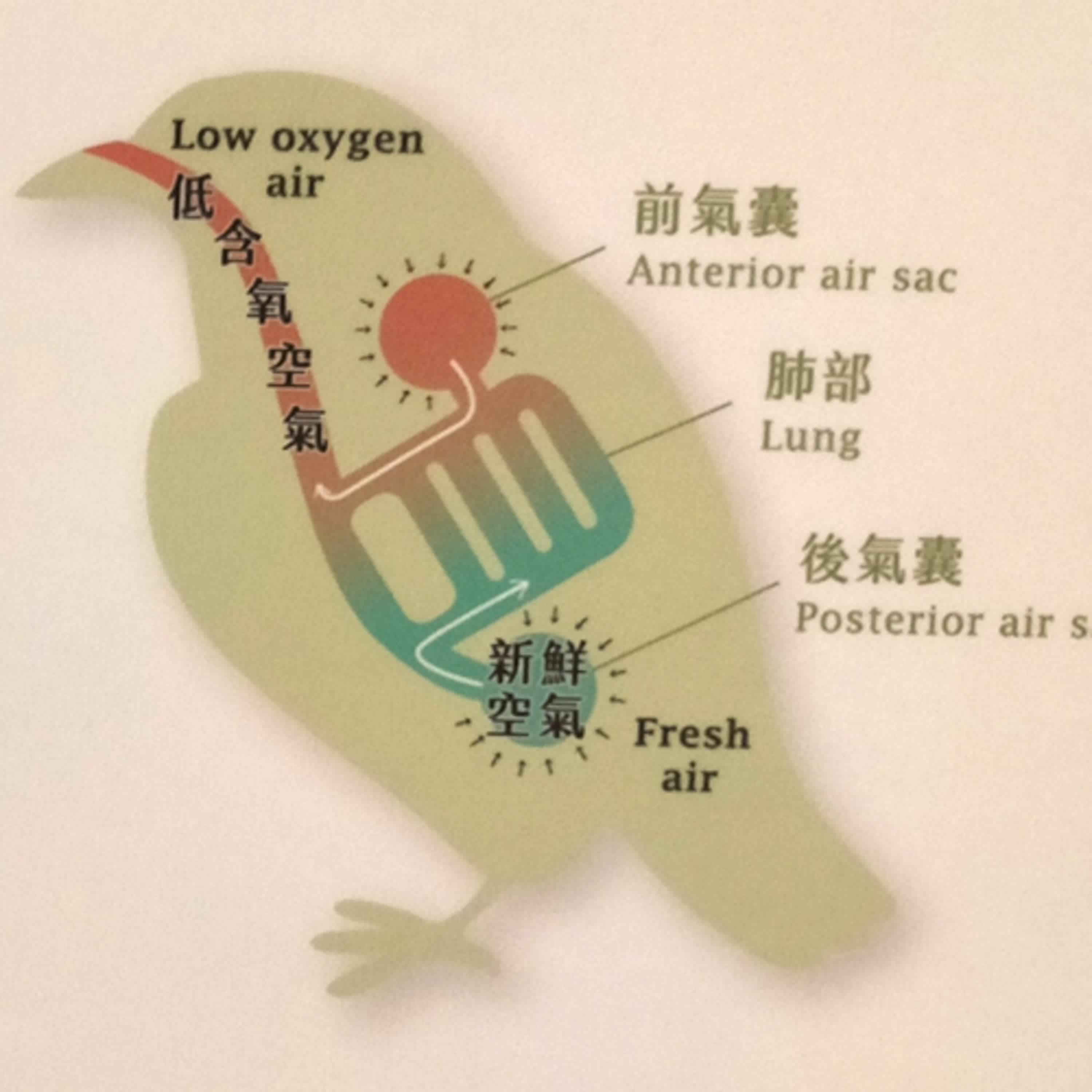 086-鳥類的獨特生理結構-呼吸系統