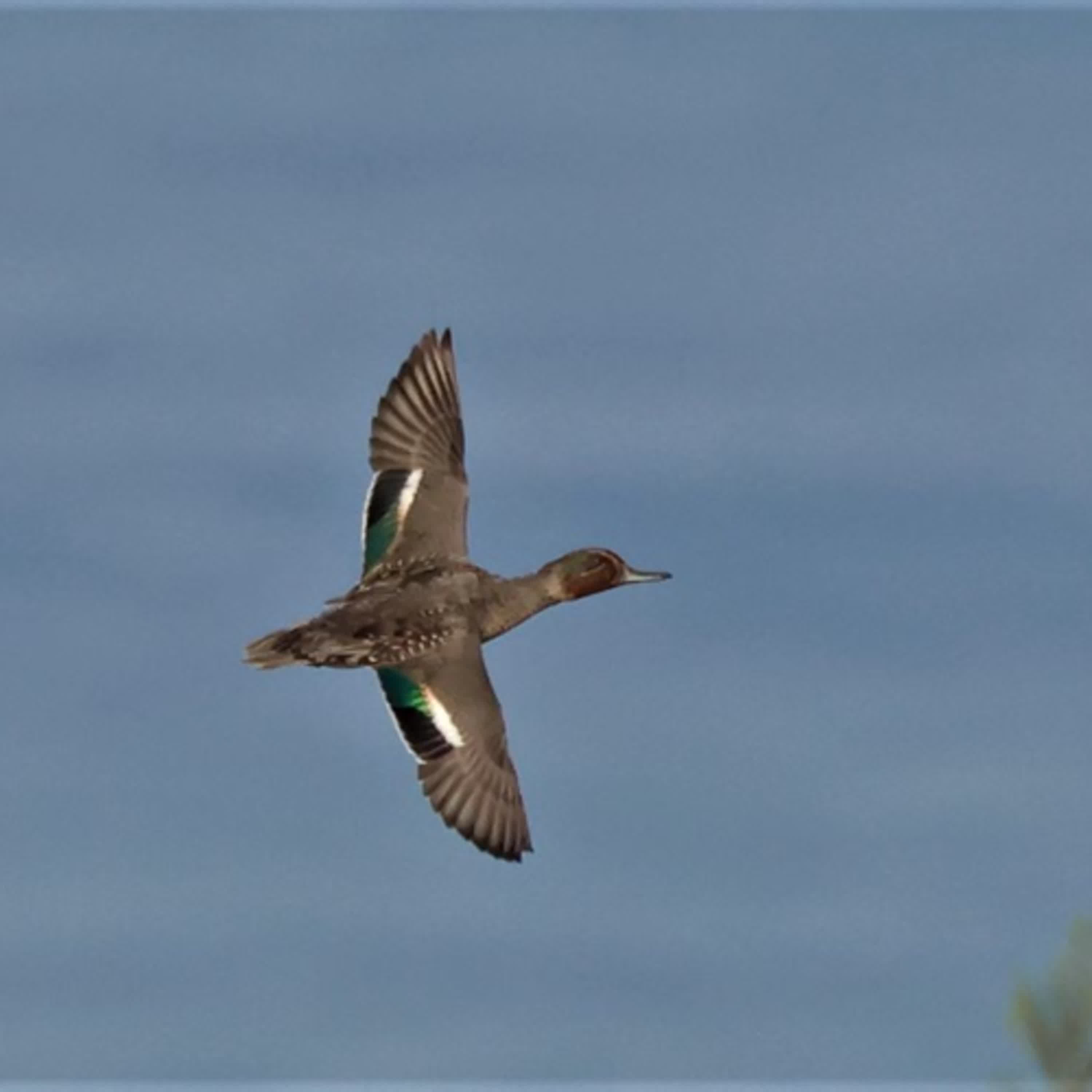 153-認識禽流感-下 153-認識禽流感-下