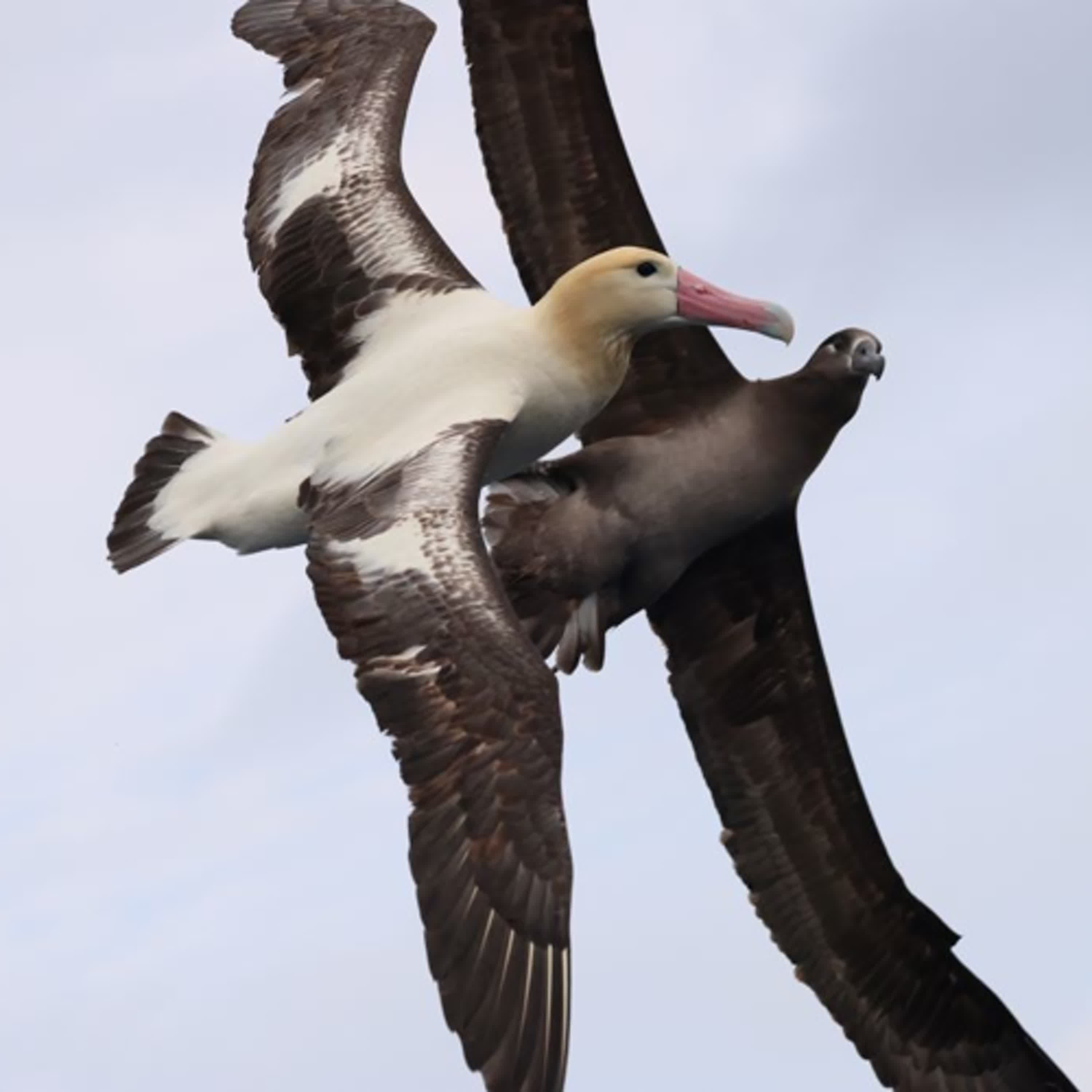 147-訪談顏立愷-台灣海洋性鳥類介紹-中