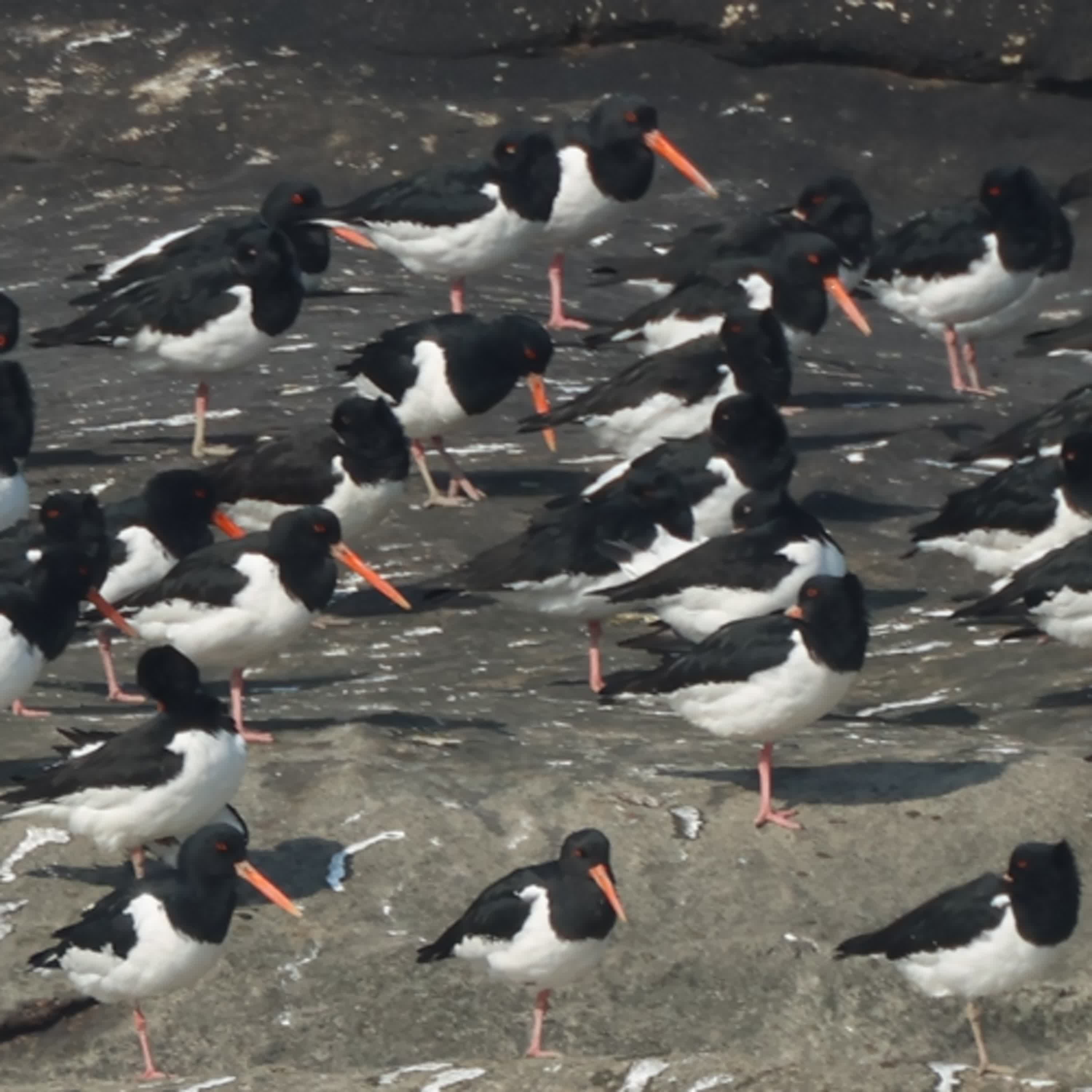 131-鳥類與生態學-上