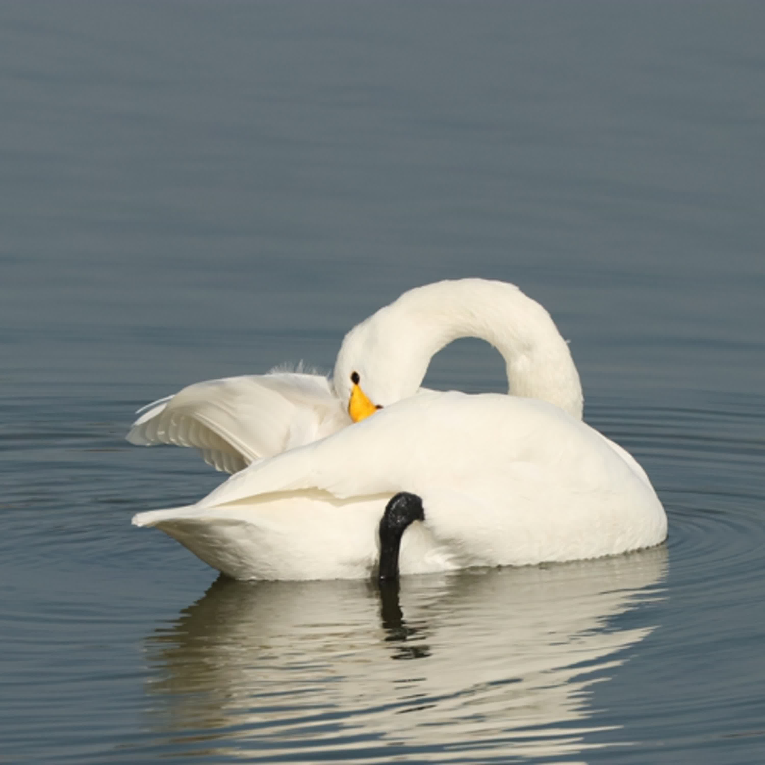 143-鳥類為何沒有小弟弟