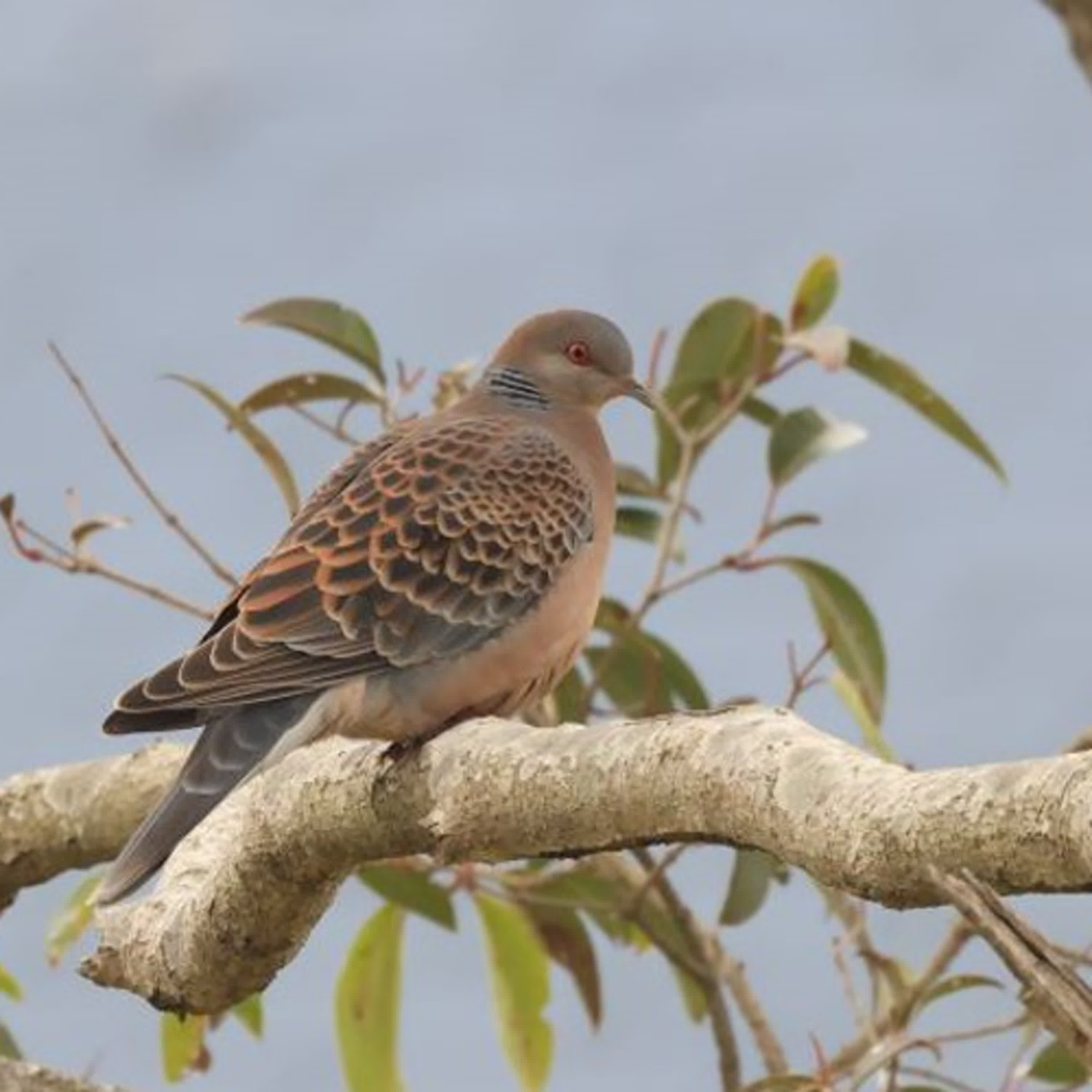 141-本草綱目禽部介紹-6