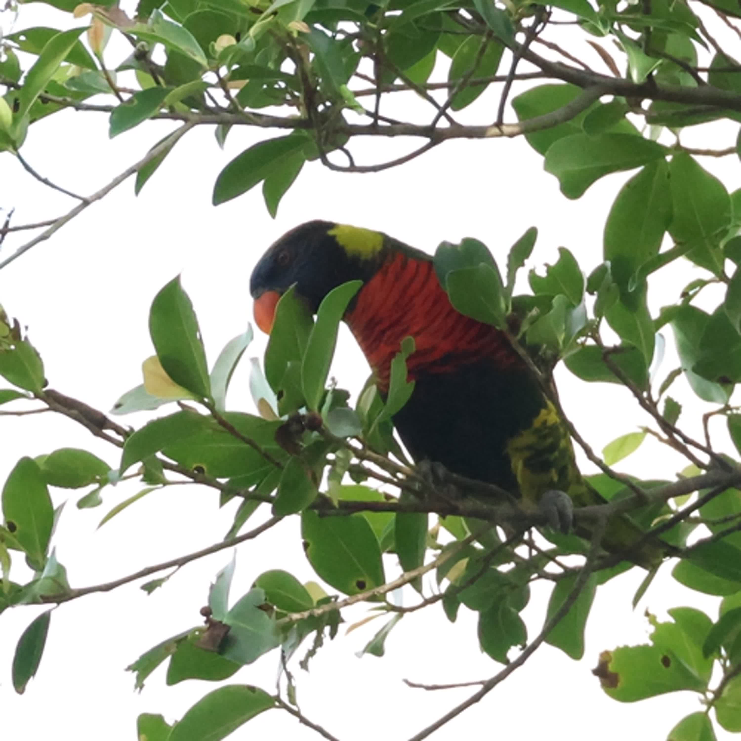 142-鳥類的性轉變