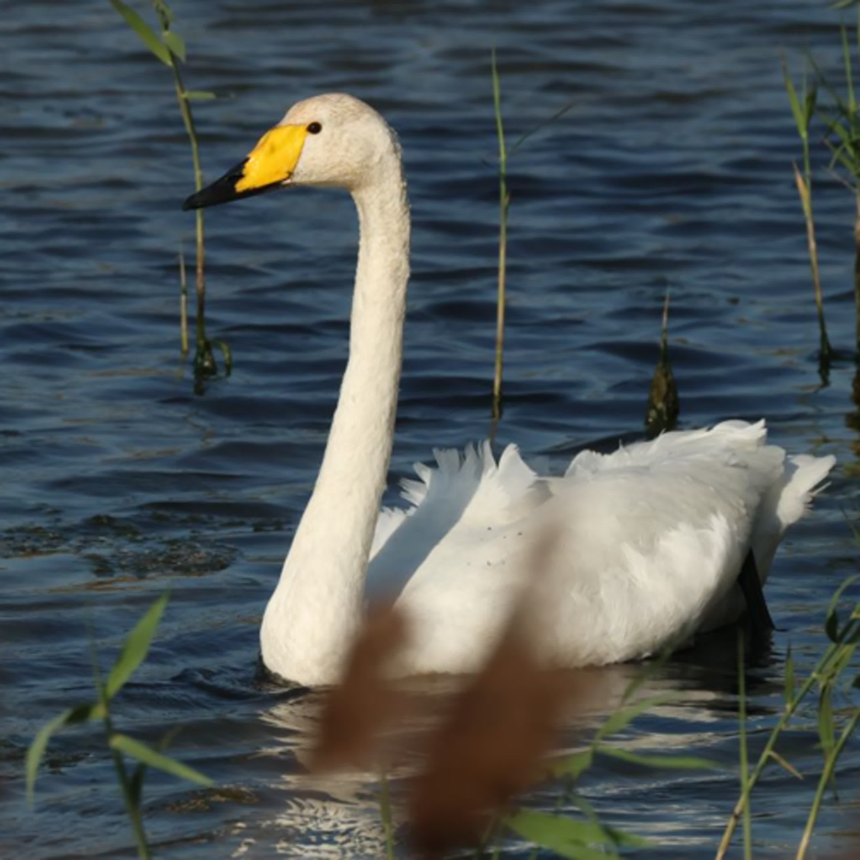 137-星座中的鳥類
