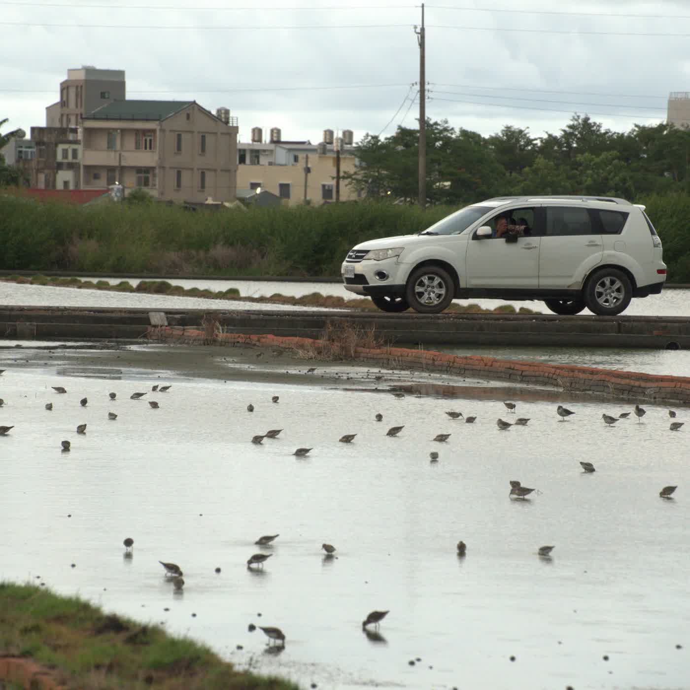 155-台南賞鳥地點介紹 155-台南賞鳥地點介紹