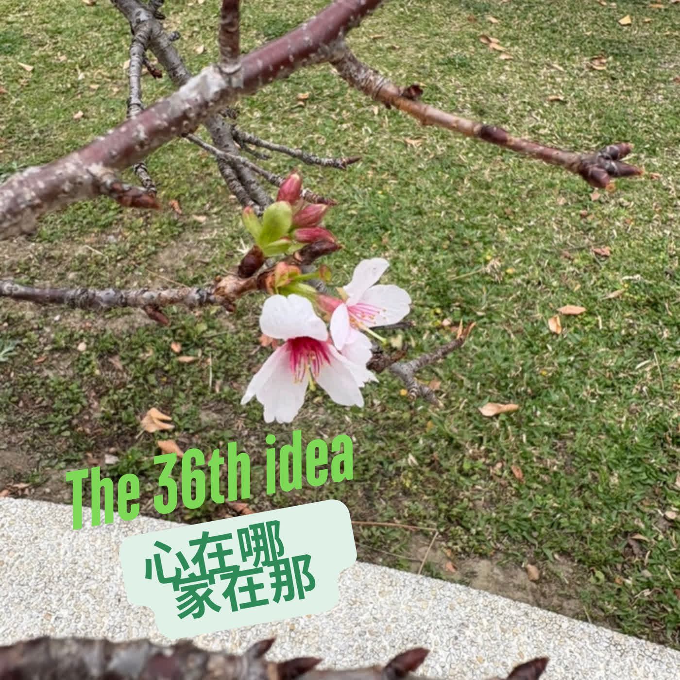 The 36th Idea : 心在哪 家在那 episode artwork