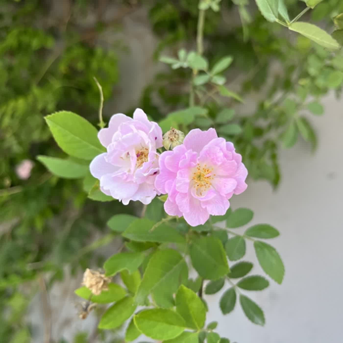 《迟来的情话》Zkaaai