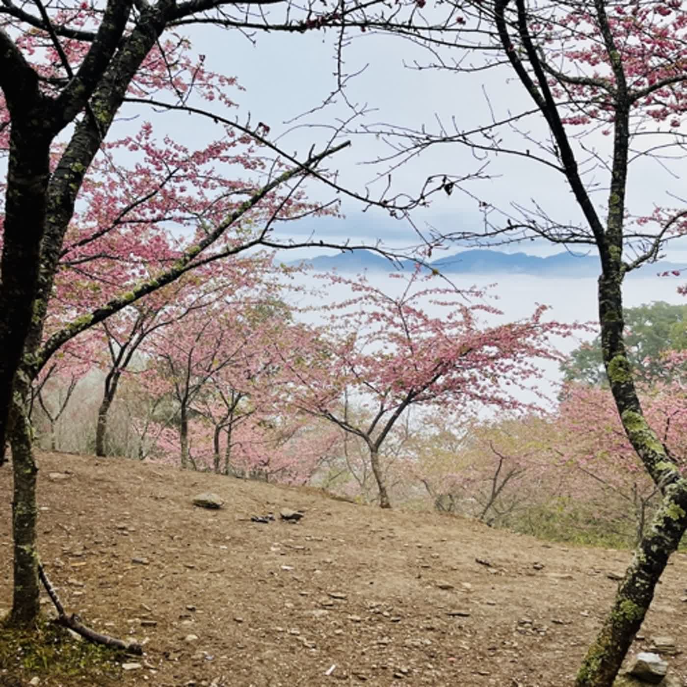 第四季EP20 寒冬賞花 —— 身心愉快的旅遊，也要留意飲食