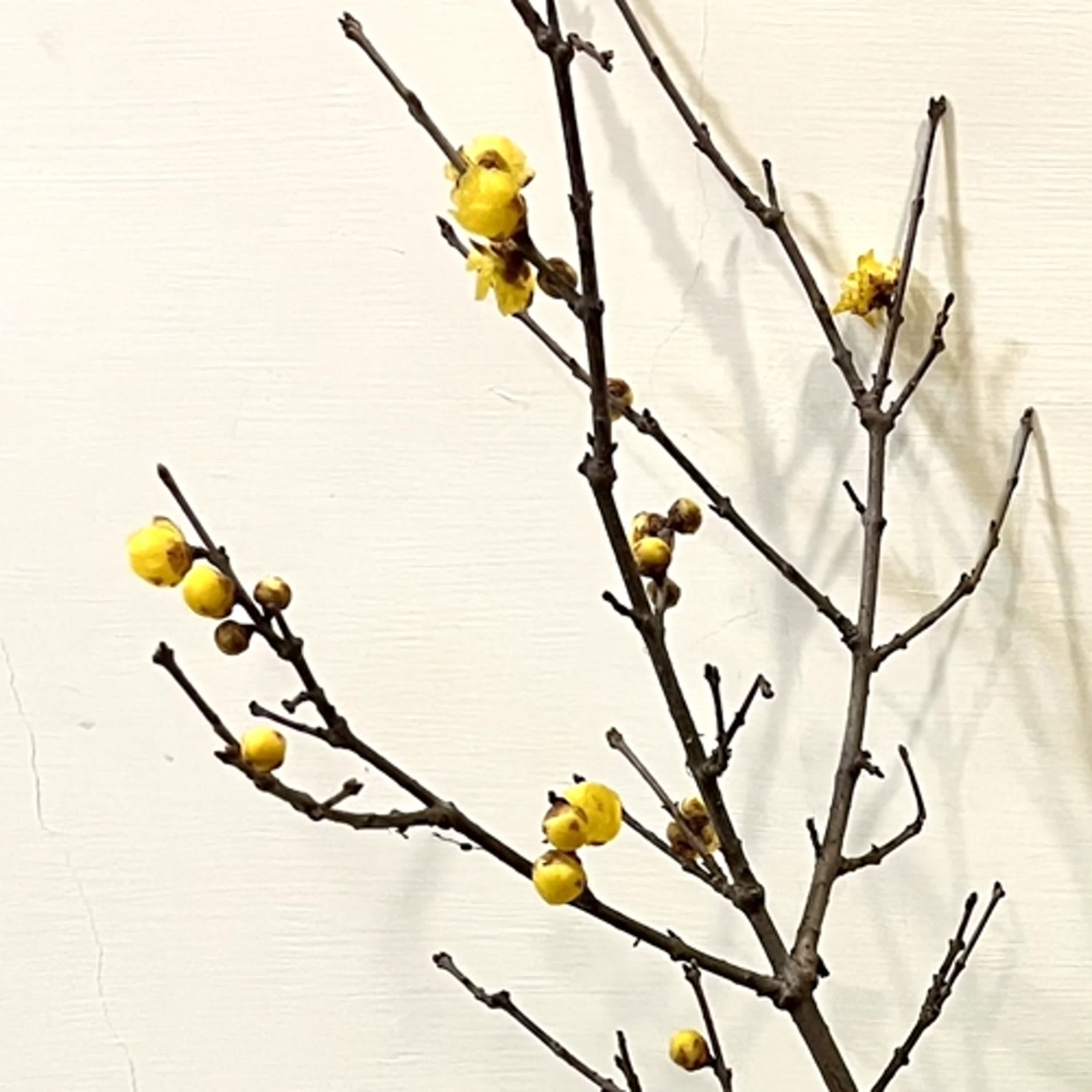 生活中醫，說給你聽