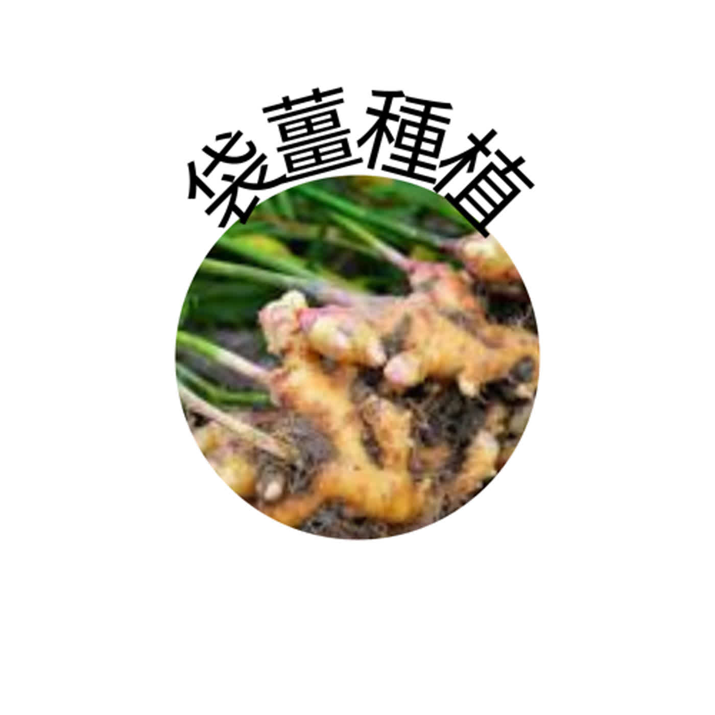 袋薑種植