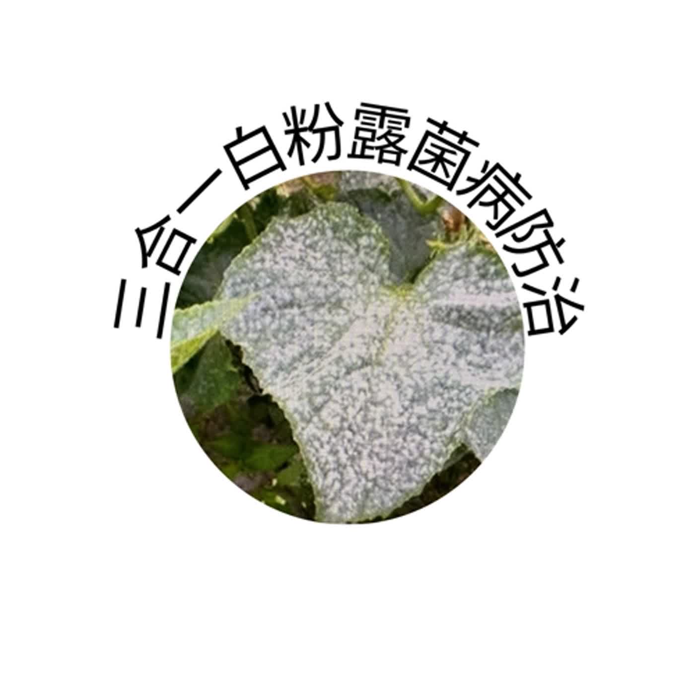 三合一防治白粉露菌病
