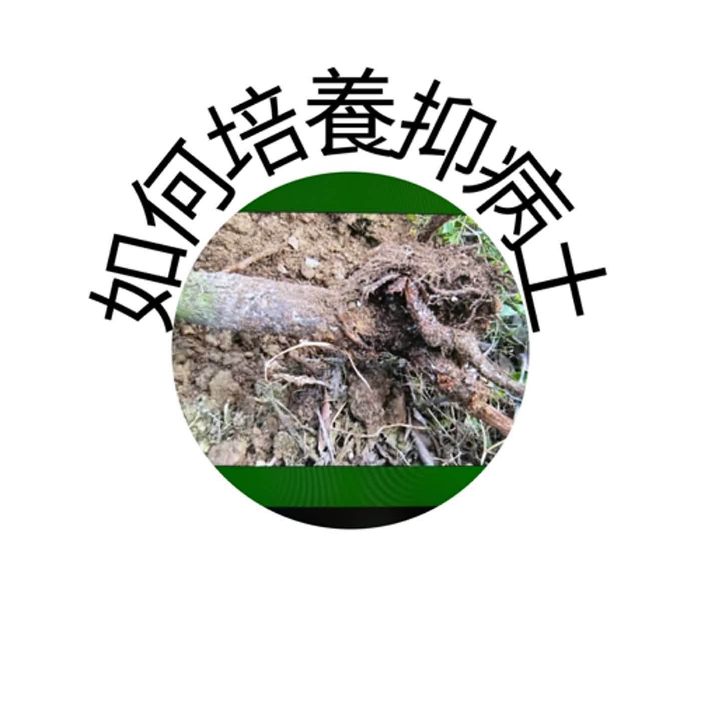 如何培養抑病土