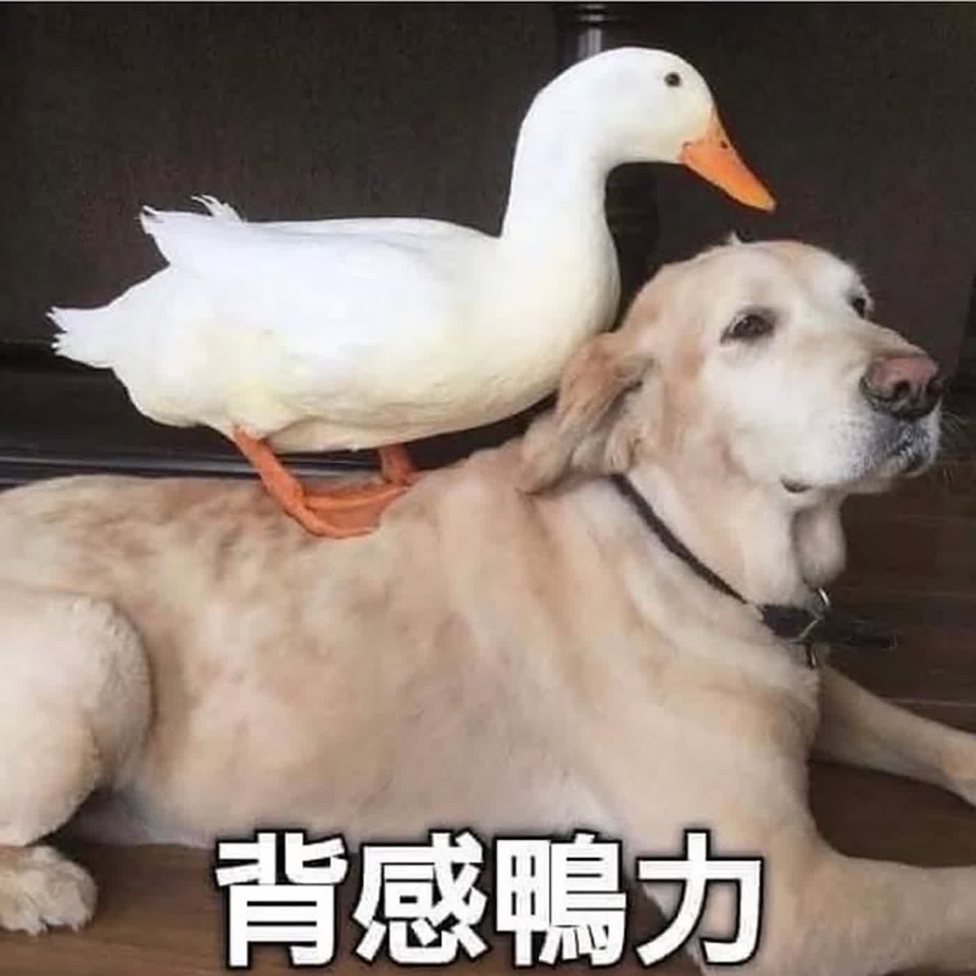 不勉強