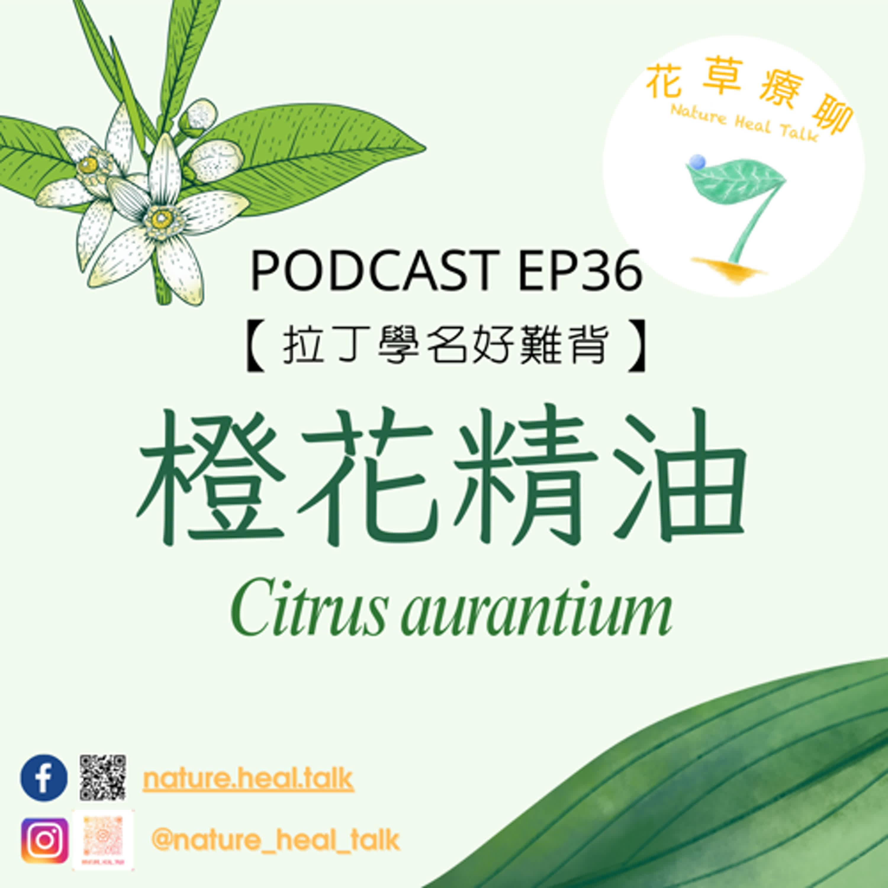 EP36【拉丁學名好難背】「橙花」精油～溫柔療癒情緒、安撫神經，滋養熟齡肌、促進肌膚修復，緩解經前症候群 episode artwork