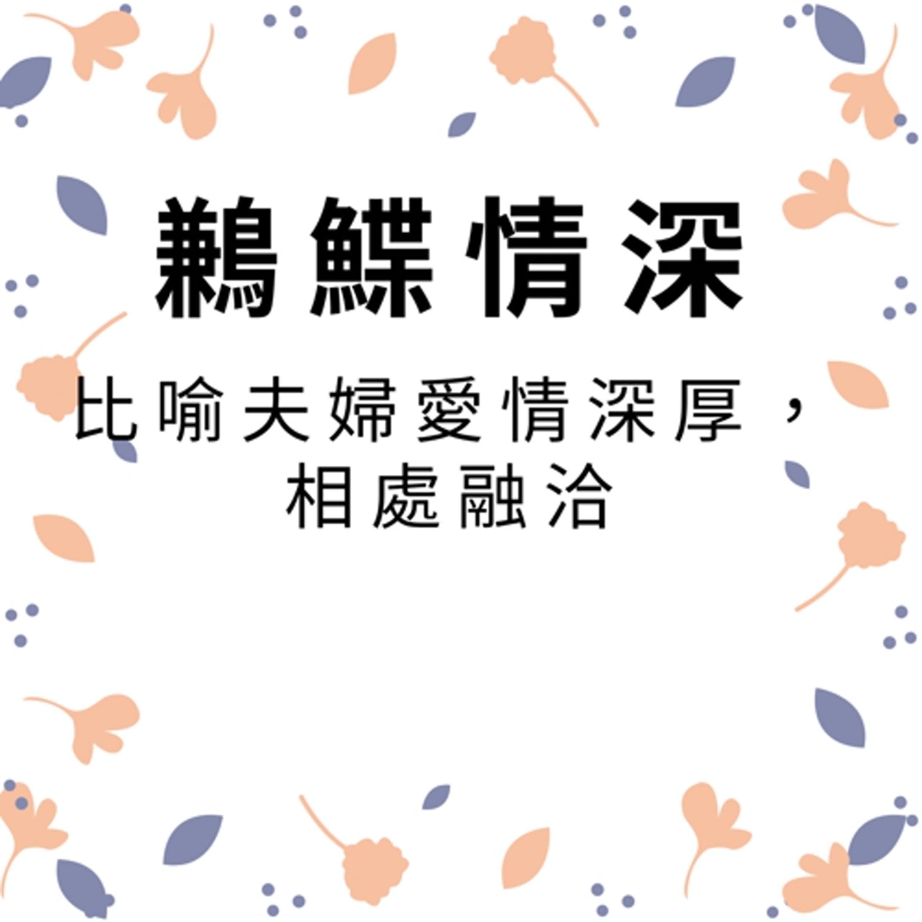 ep490鶼鰈情深 episode artwork