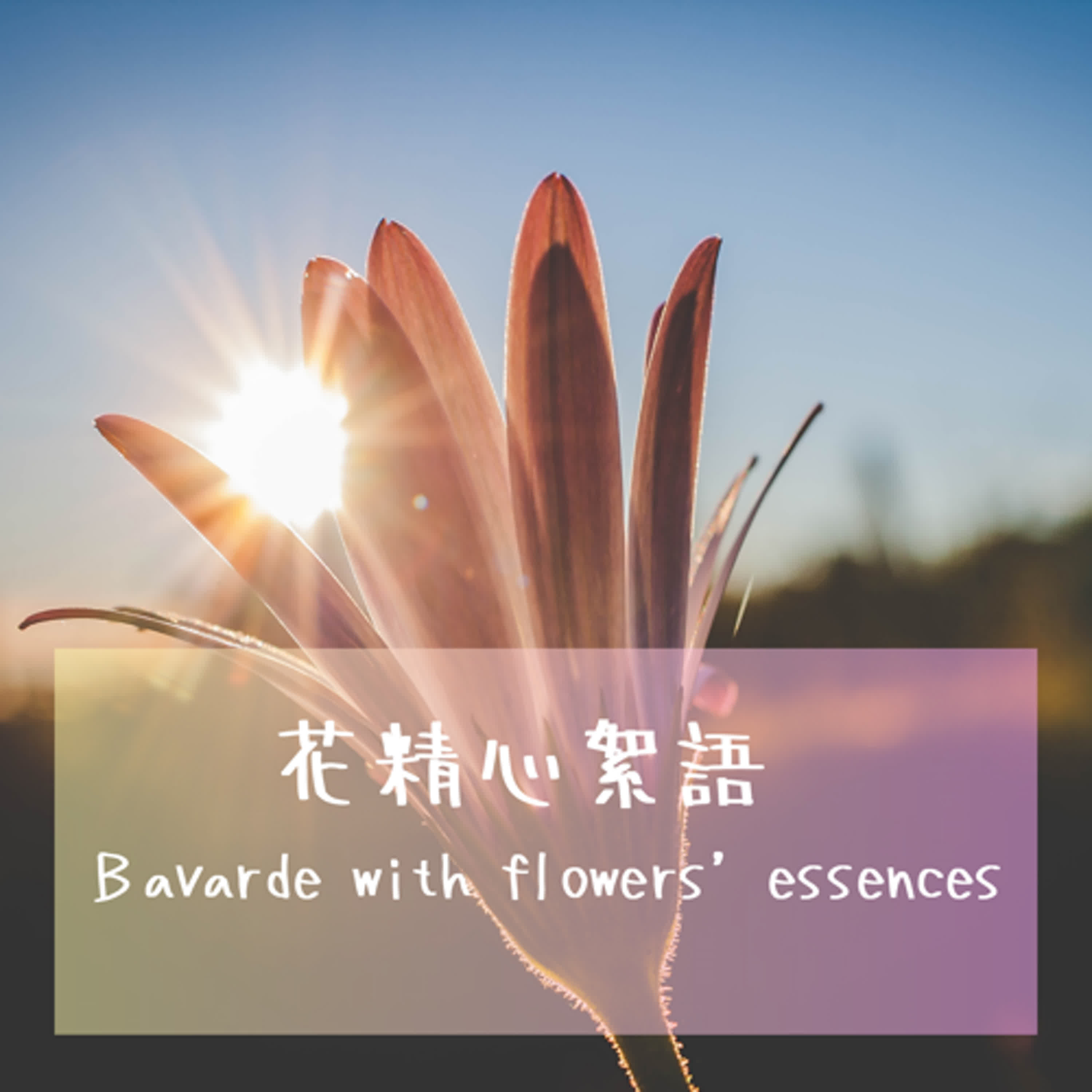EP26 巴赫花精－忍冬: 堪稱人間忘情水| 希望Yesterday Once More 的忍冬花精 