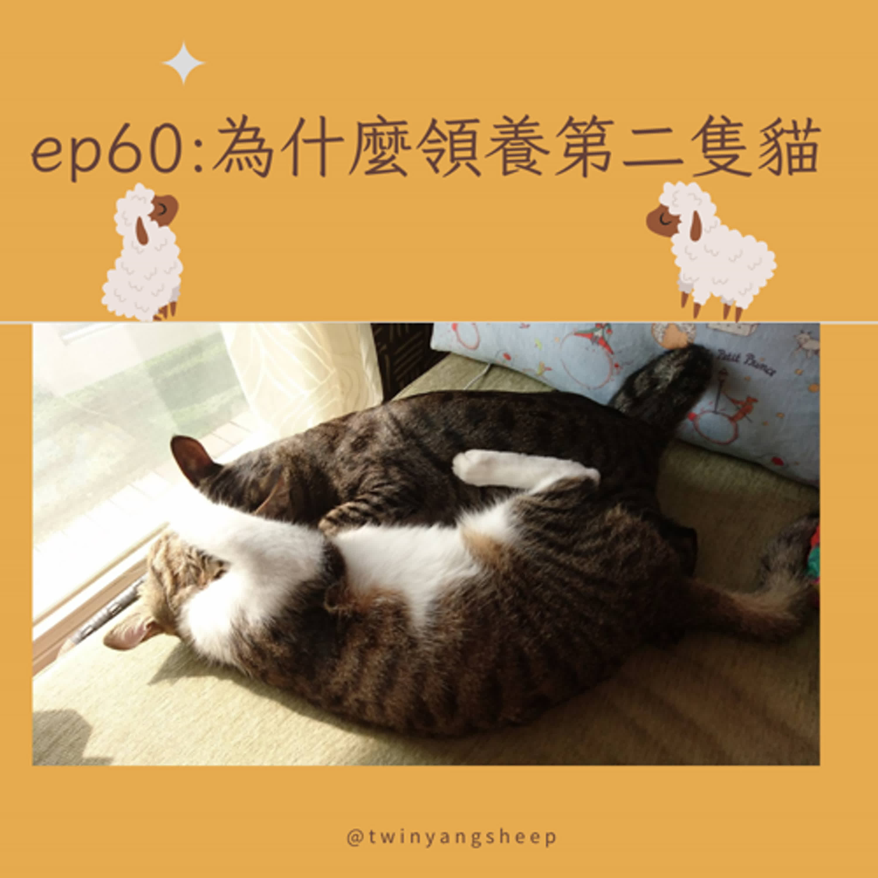 ep60: 為什麼領養第二隻貓？