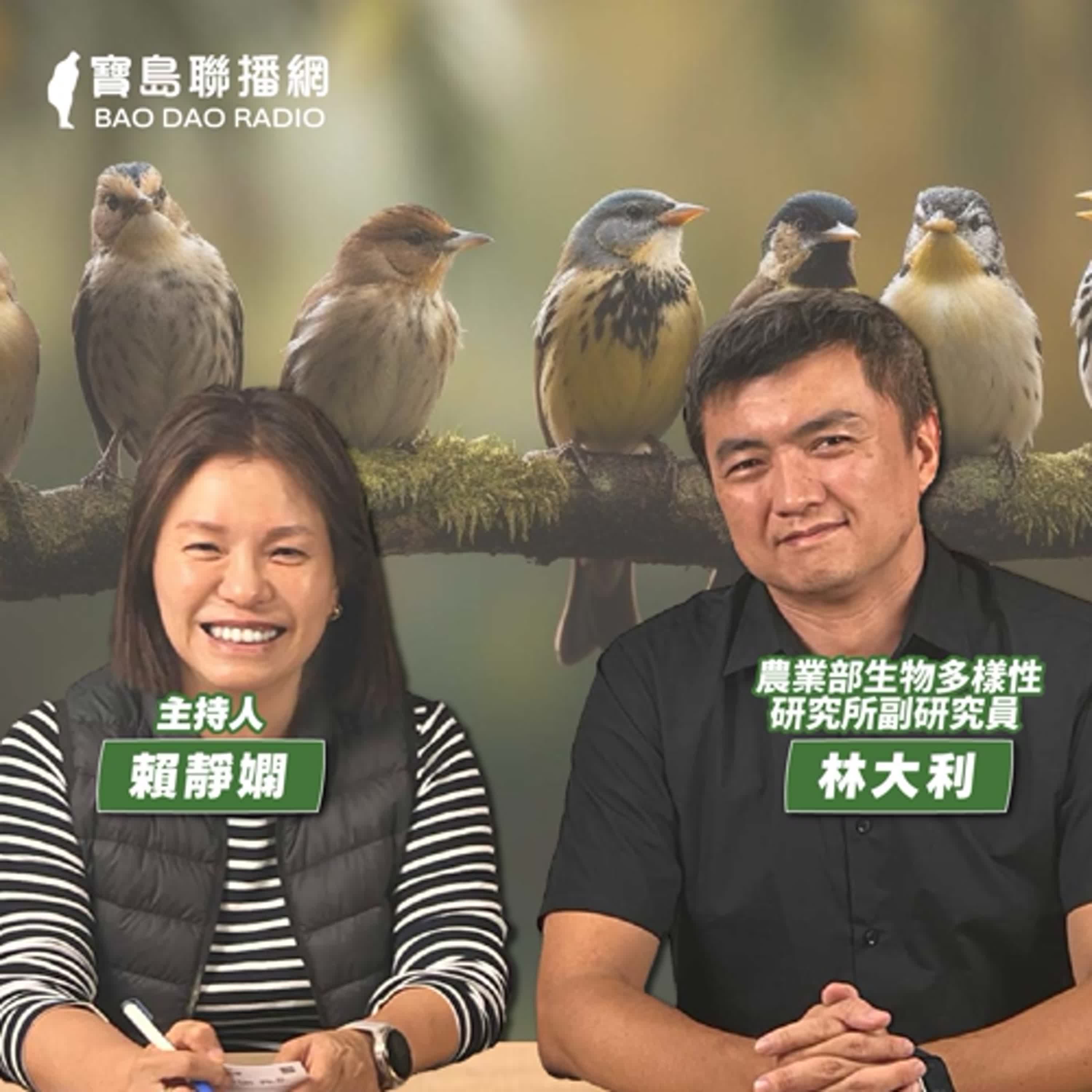 cover of episode 【寶島有意思】從愛鳥到成為生態學家！他將鳥訊上傳全球資料庫，讓世界看見台灣│主持人賴靜嫻 ft.農業部生物多樣性研究所副研究員林大利