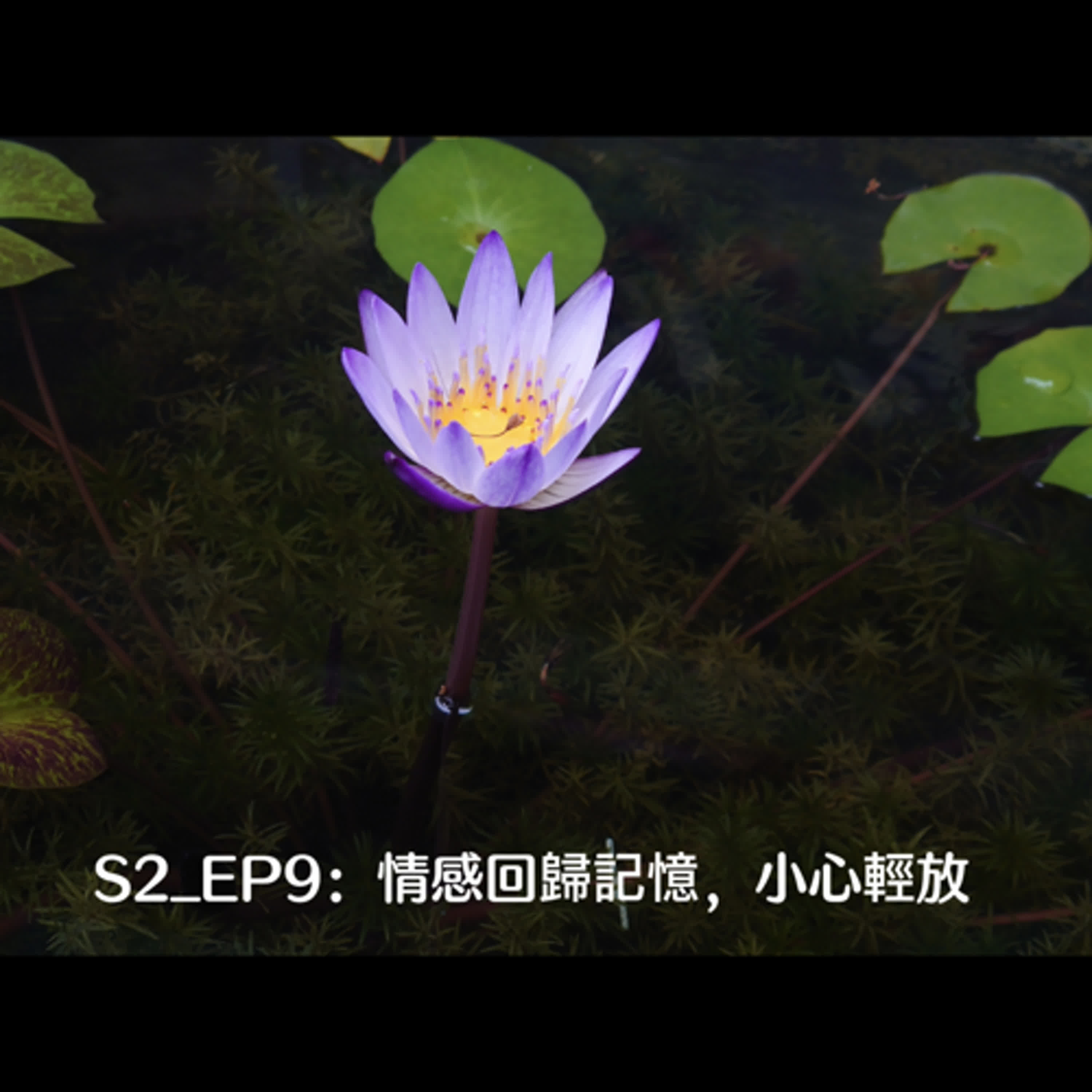 S2_EP9：情感回歸記憶，小心輕放