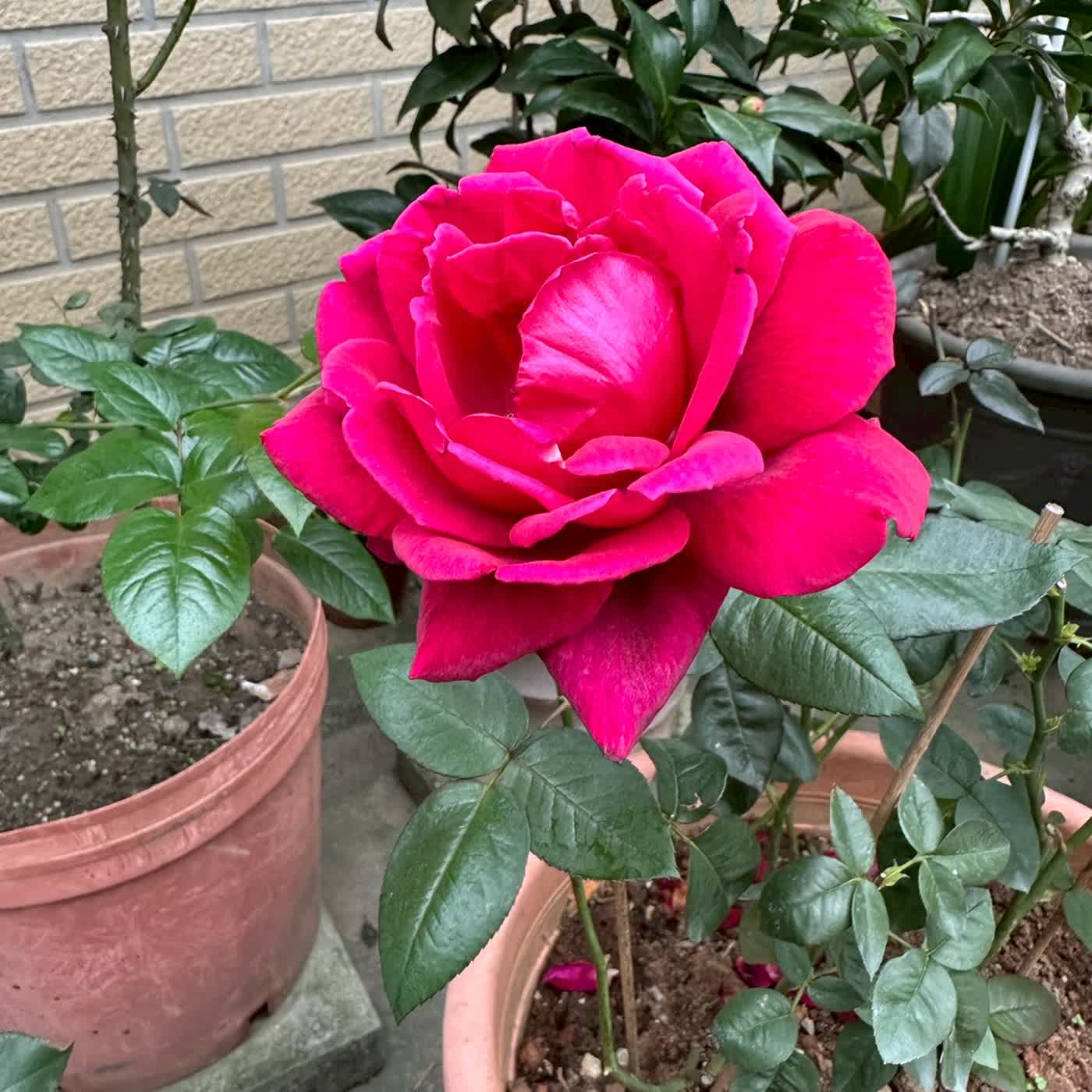 EP75馬年說好話：金馬迎春福氣滿門 買年貨找開心 (唸謠)廿四送神初四接神，送神風接神雨(俗諺)