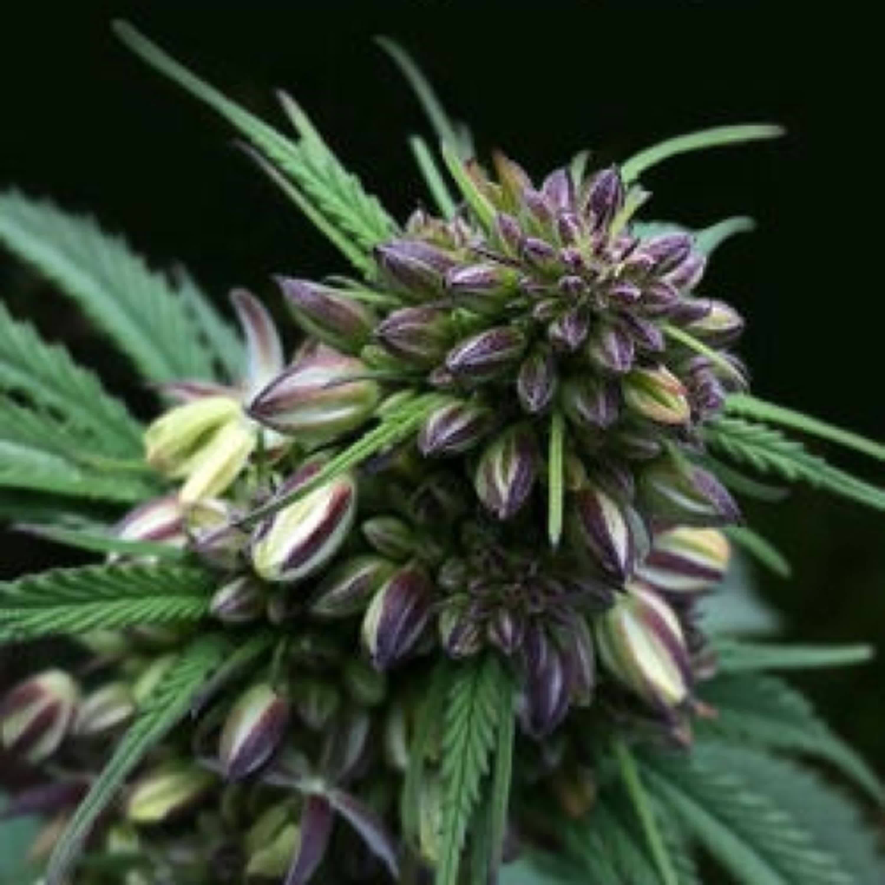 Download Pdf Cannabis Breeding: Basic to Advanced Marijuana Propagation by James Loud