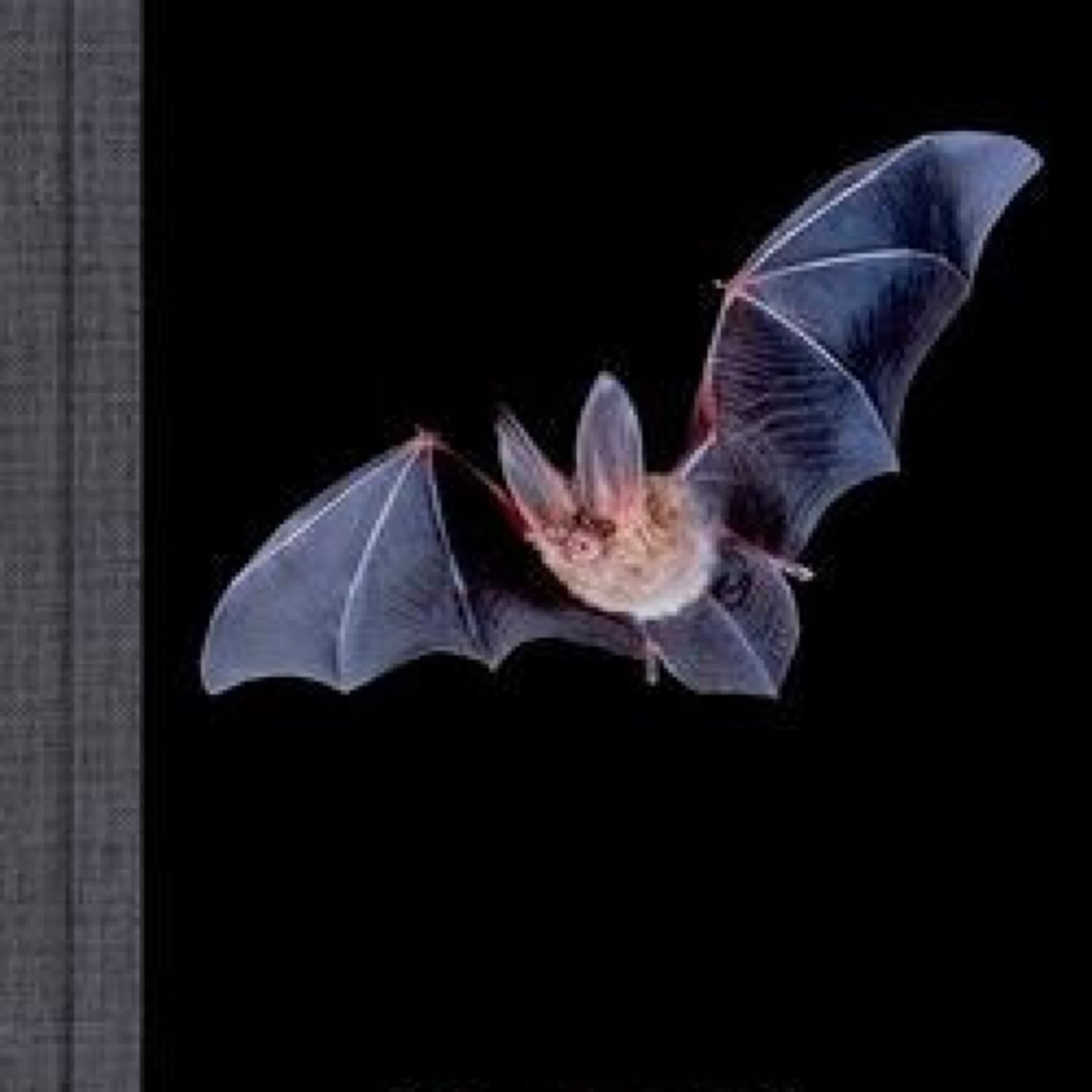 [download pdf] What Is It Like to Be a Bat? by Thomas Nagel