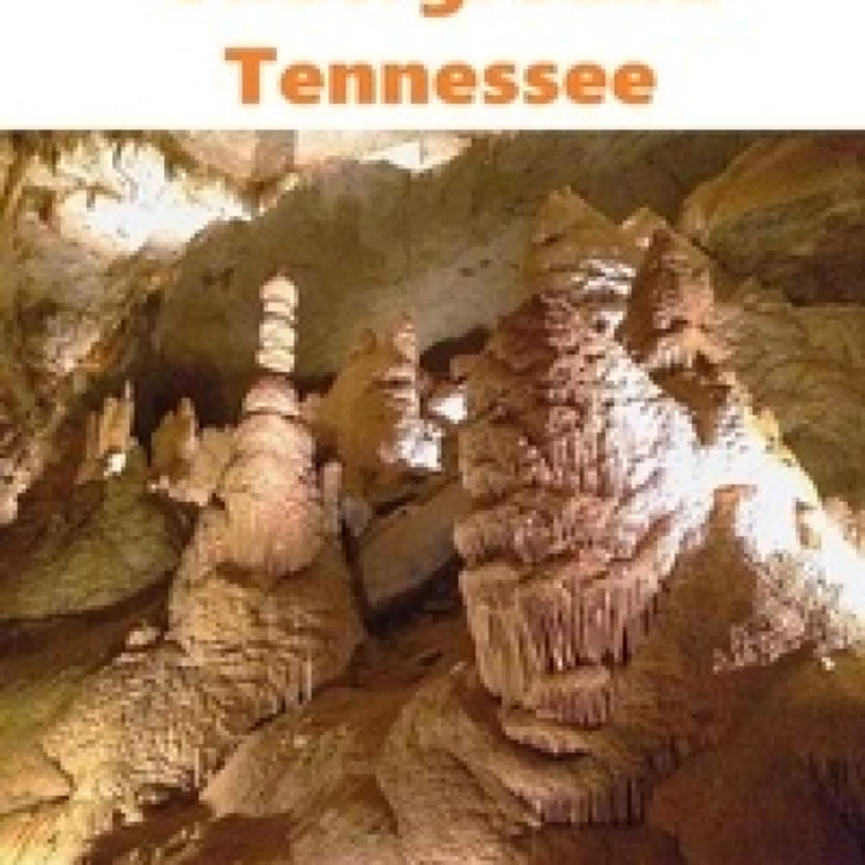 [Kindle] Spelunking: Underground Tennessee - Caves in The U.S. téléchargement