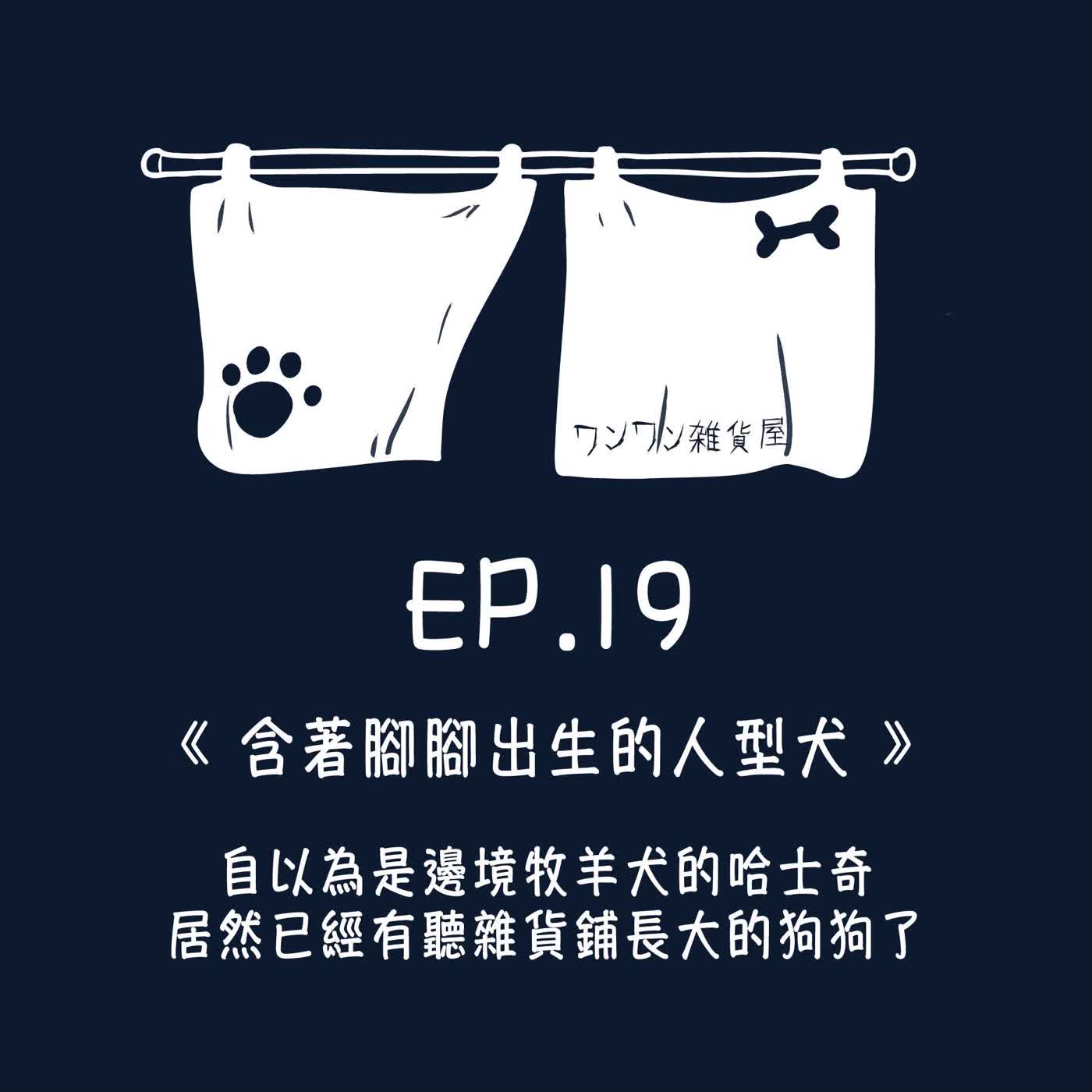 《第二季》Ep.19 「含著腳腳出生的人型犬」自以為是邊境牧羊犬的哈士奇，居然已經有聽雜貨舖長大的狗狗了