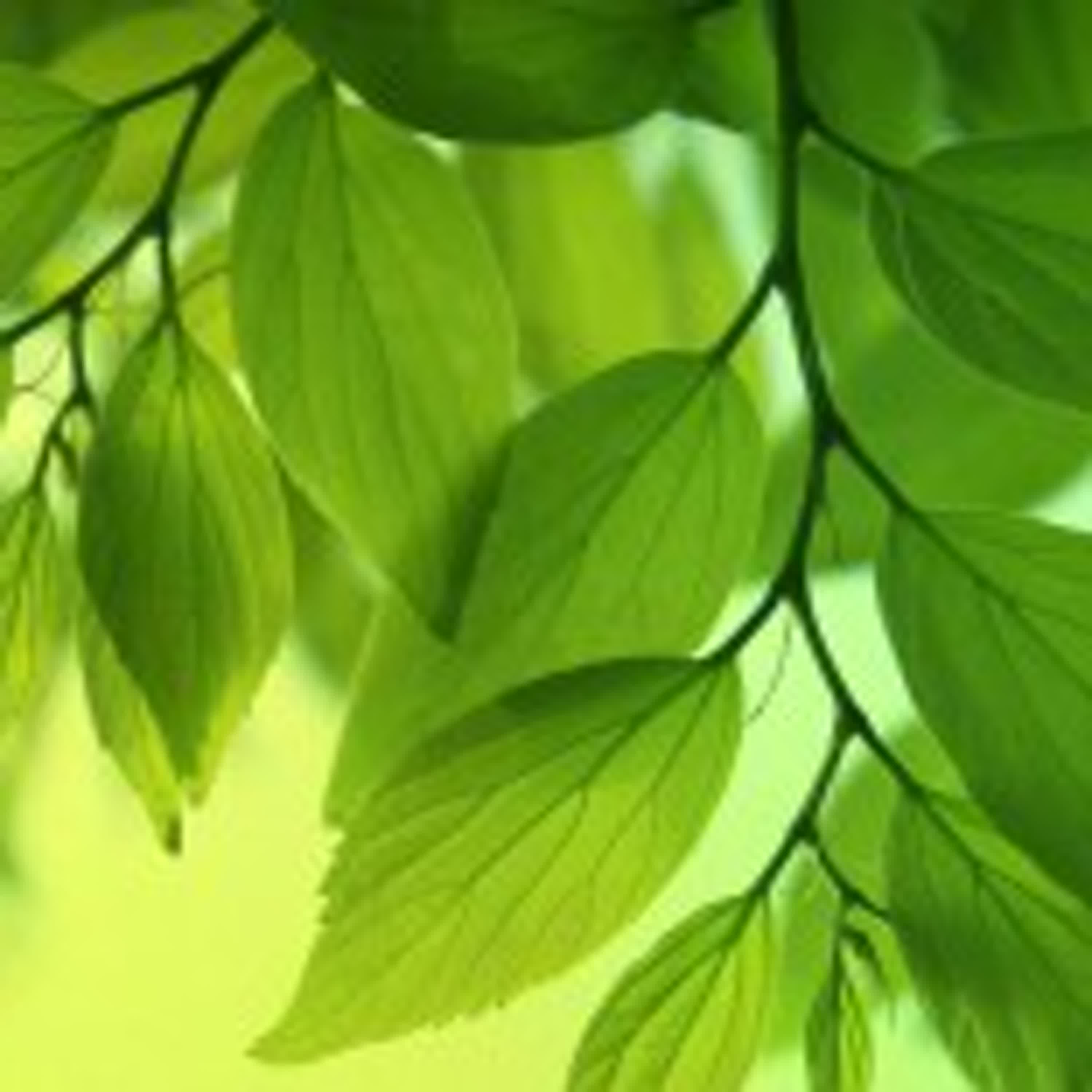 海倫樹的podcast藍海探索