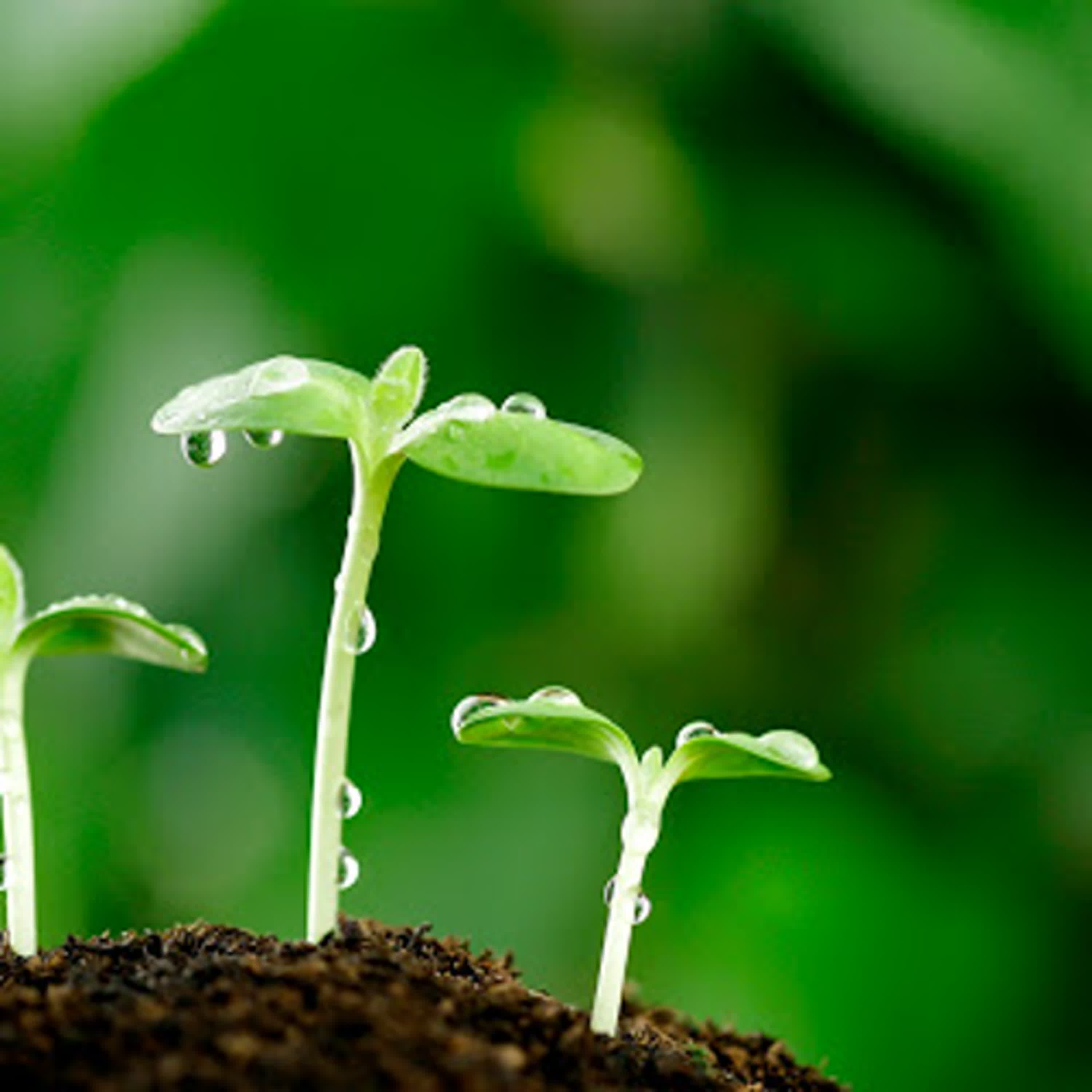 海倫樹探索藍海加入音效版