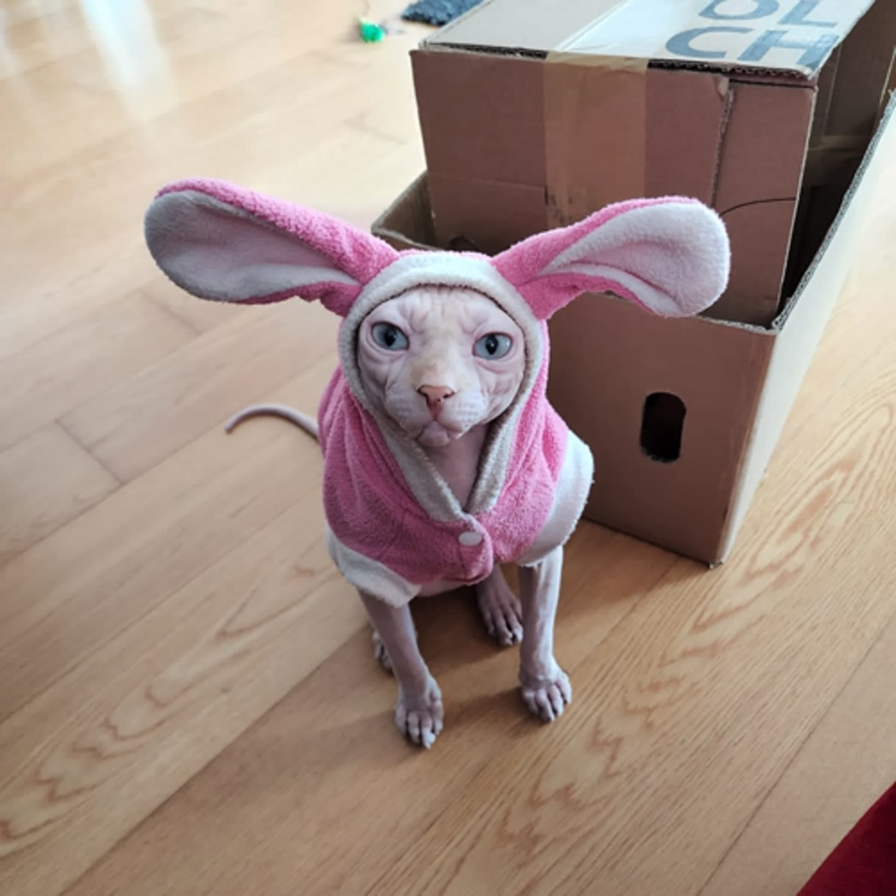 享26想-「當死亡是種選擇？！」