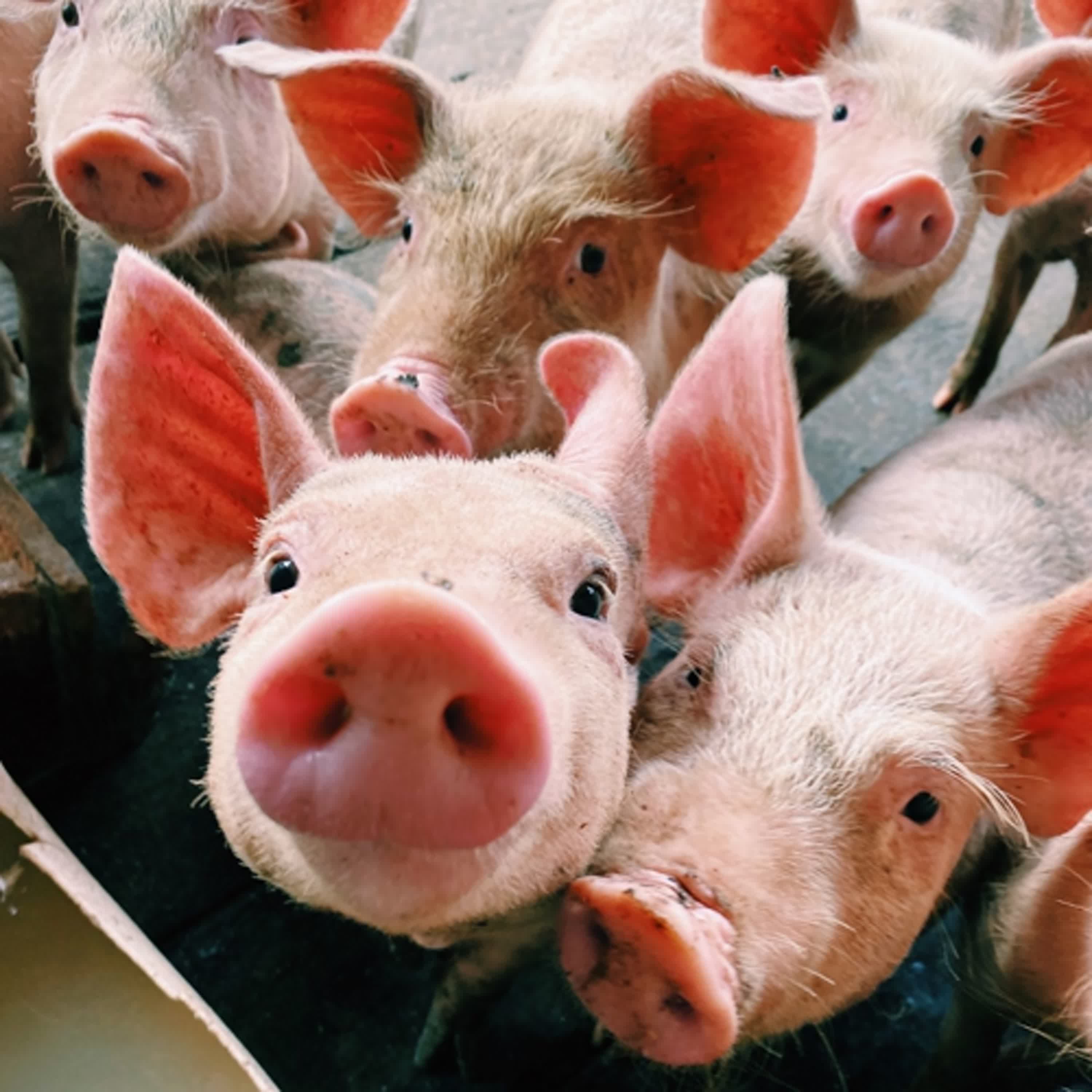EP25 |【兒童科普】什麼是非洲豬瘟?(Protecting Our Pork: What is African Swine Fever?)