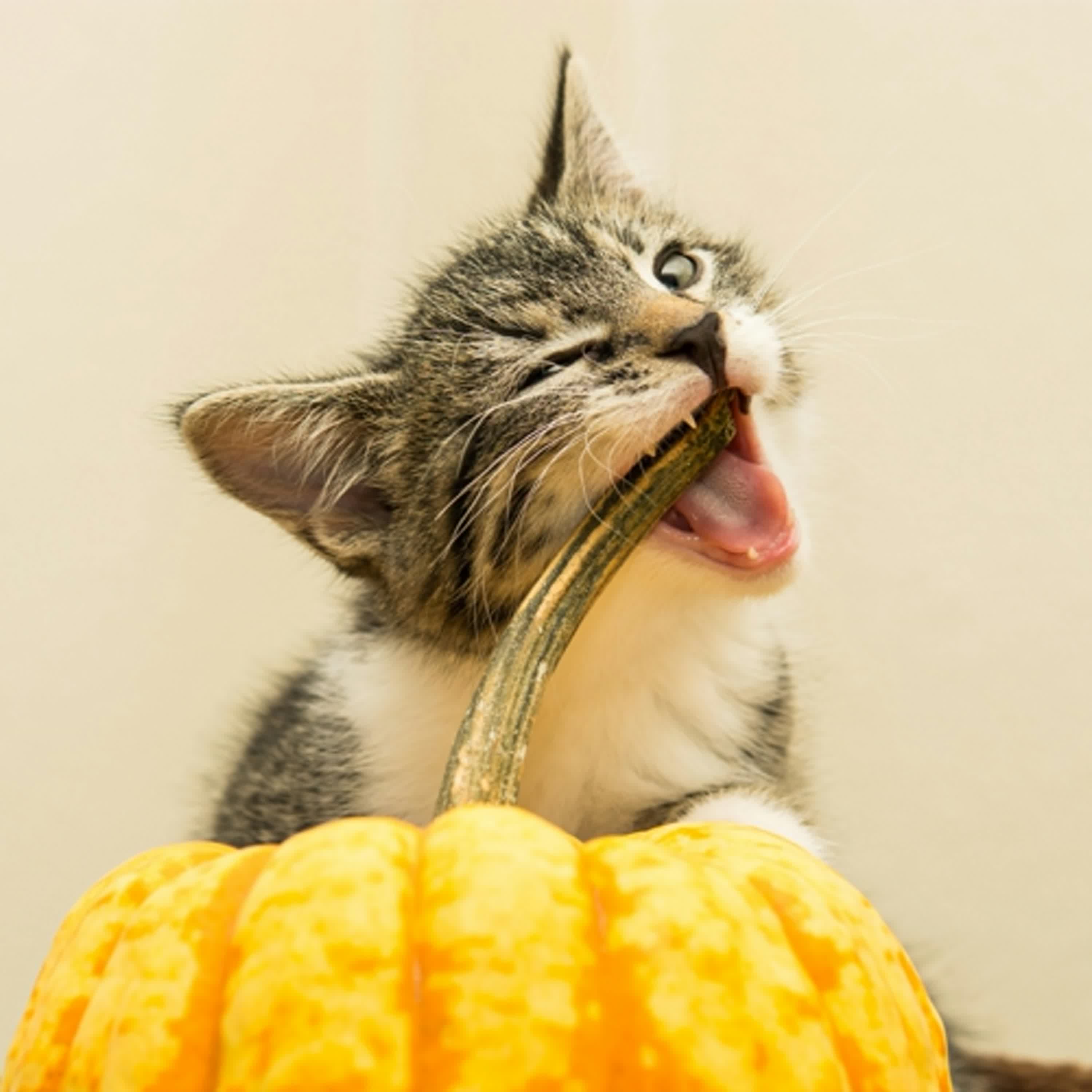 婴儿与母亲第六期：独立不是离开，而是可以回来